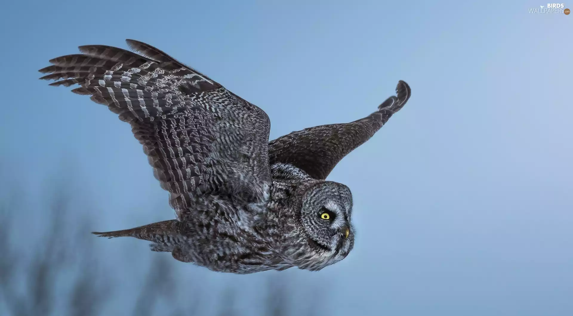 flight, owl, Tawny owl great gray owl