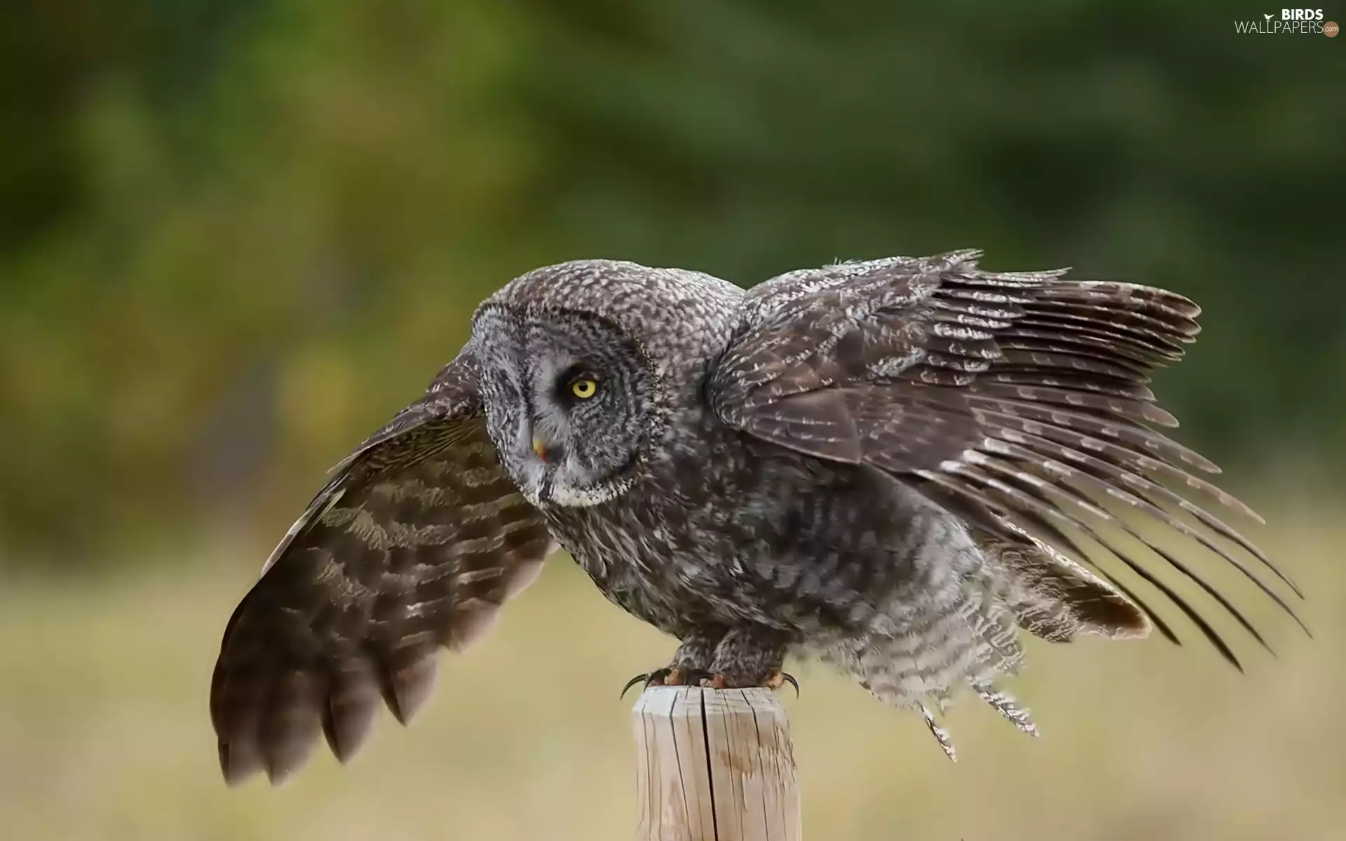 post, owl, Tawny owl great gray owl