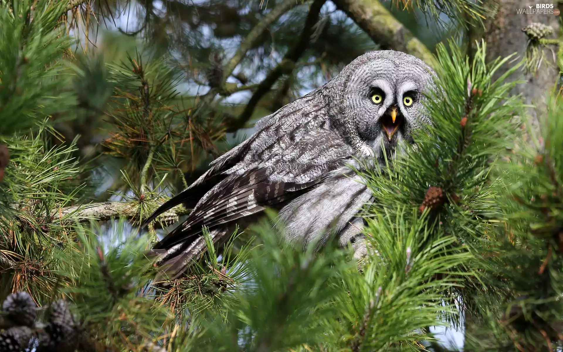 Twigs, owl, Tawny owl great gray owl