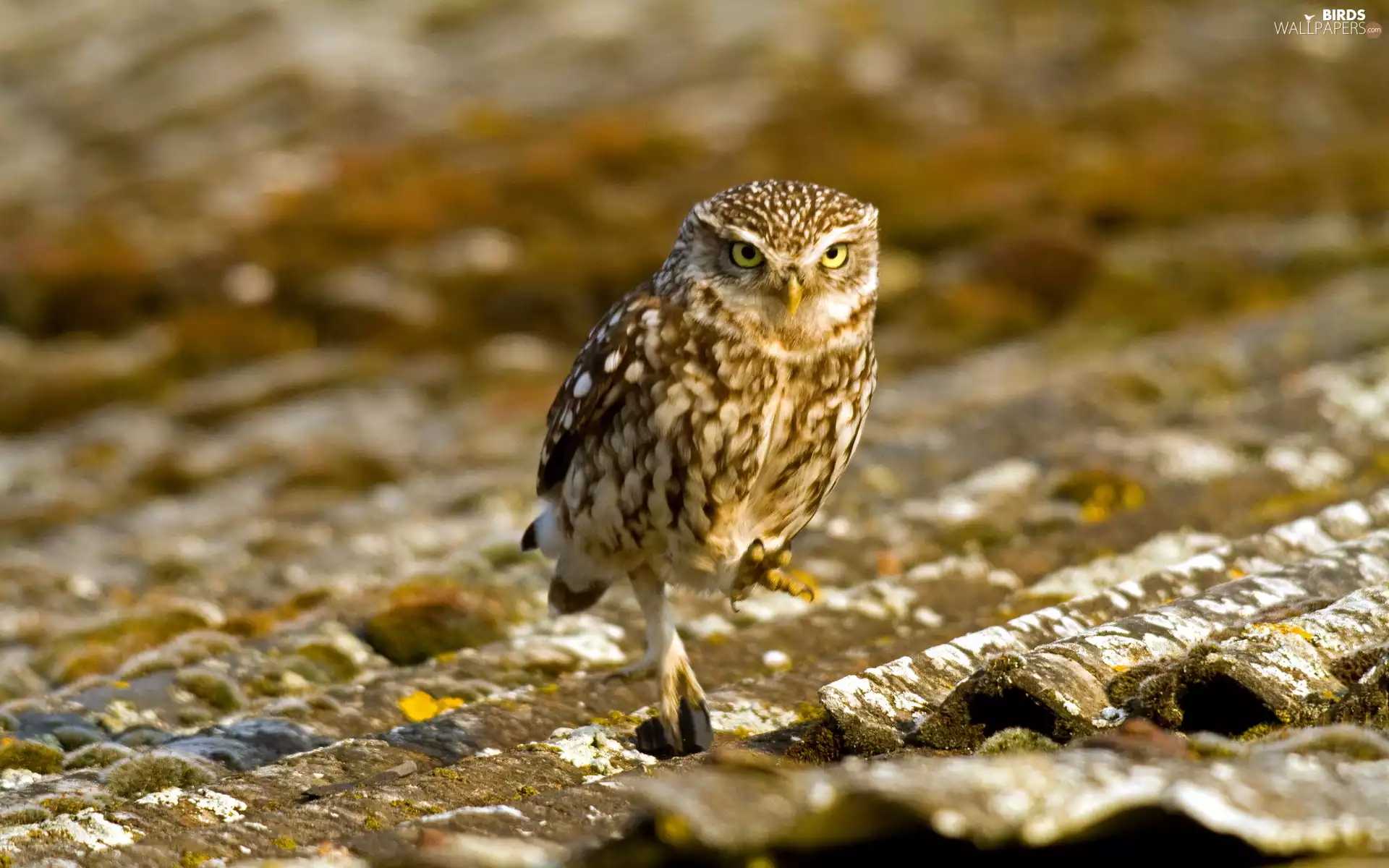 the roof, Burrowing Owl