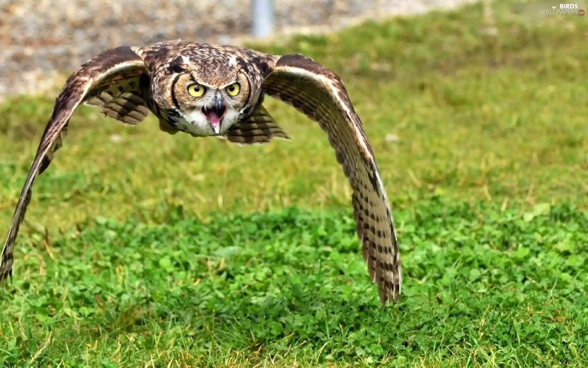 eagle-owl, The flying, owl