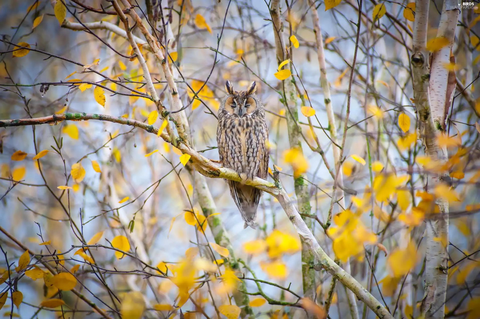 Twigs, birch-tree, owl, eagle-owl, Bird