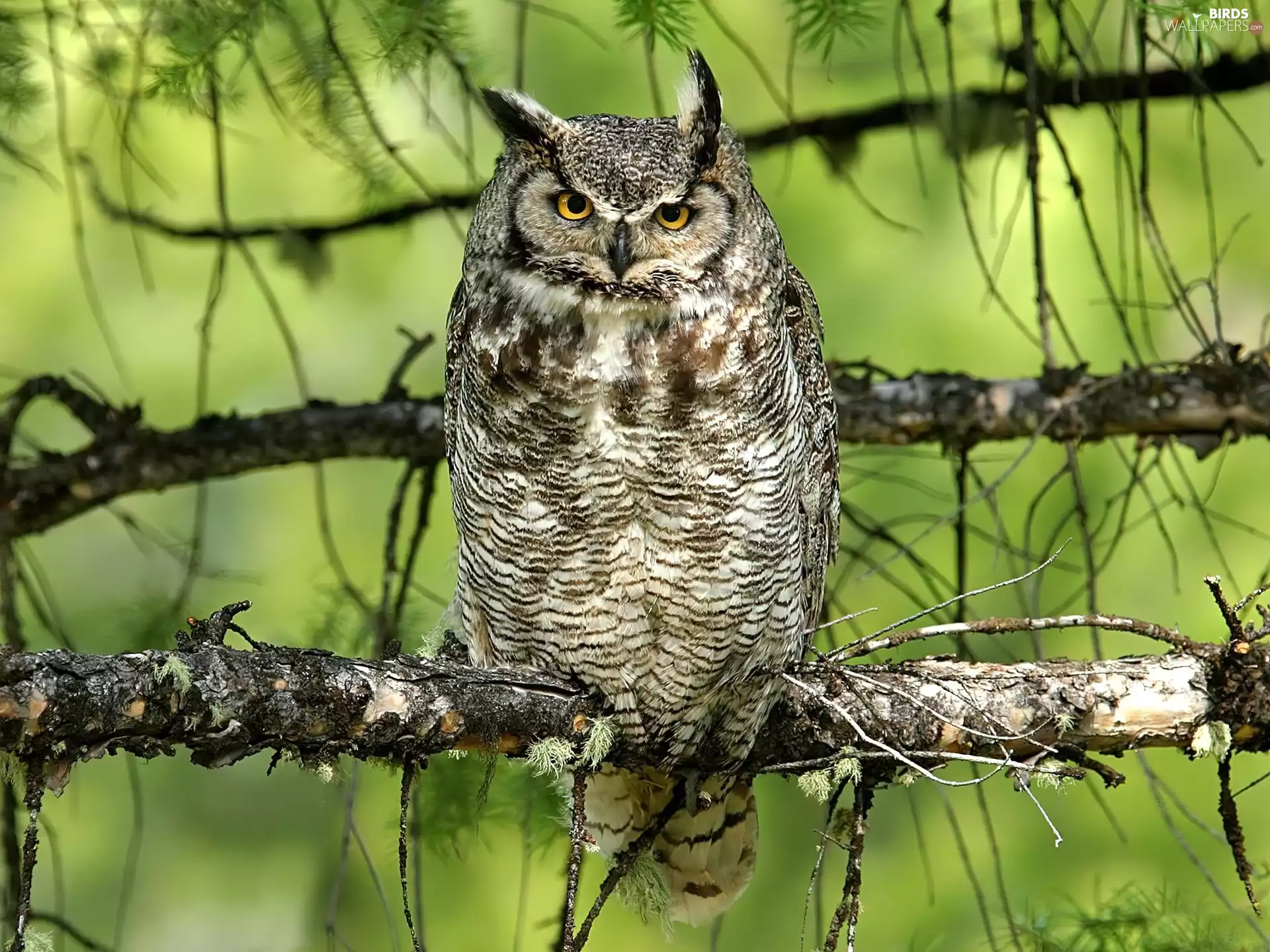 owl, trees