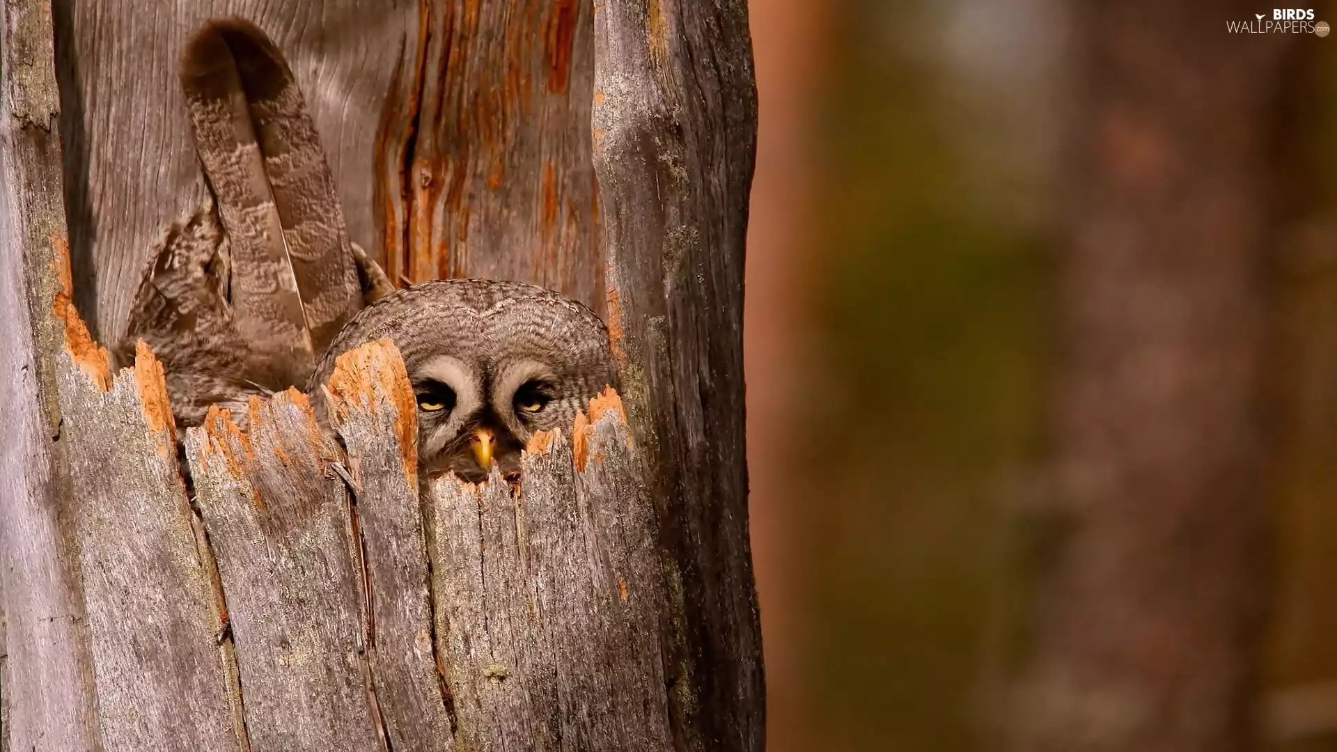 owl, trees