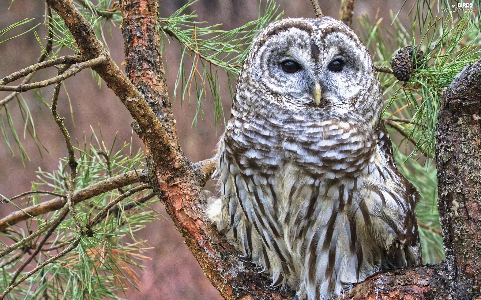 owl, trees