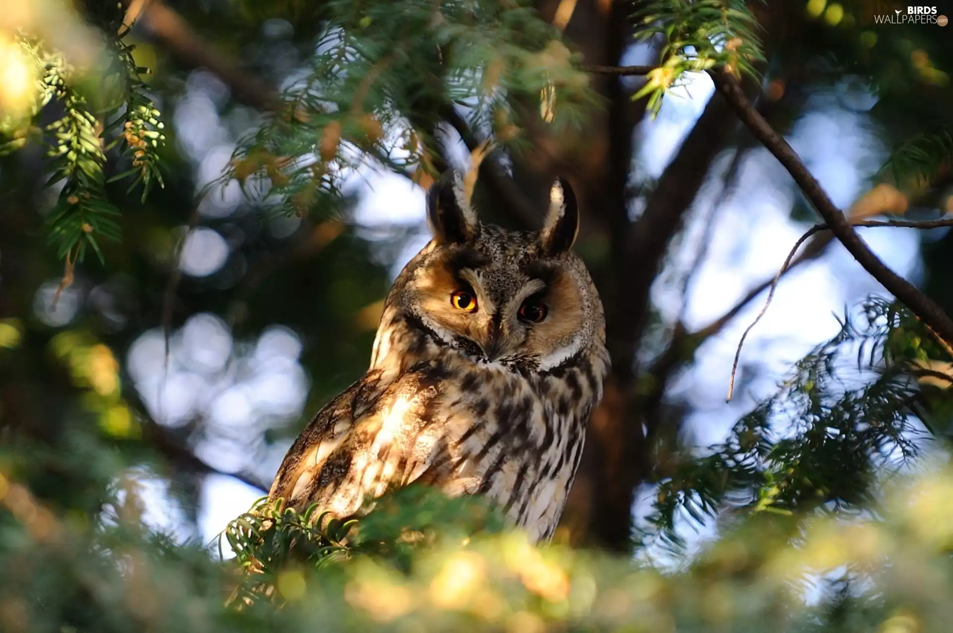 owl, trees