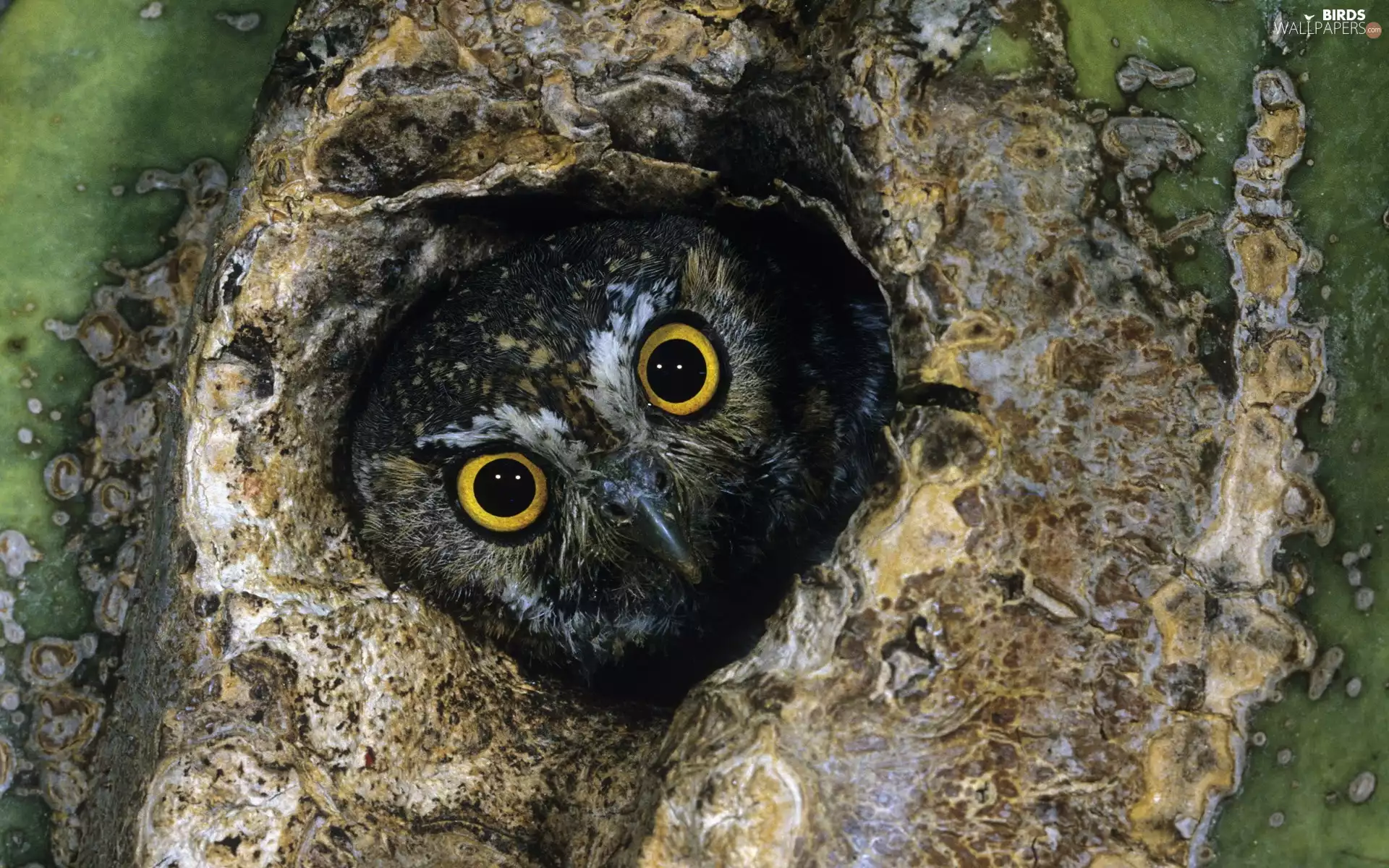 owl, hollow, trees, ##