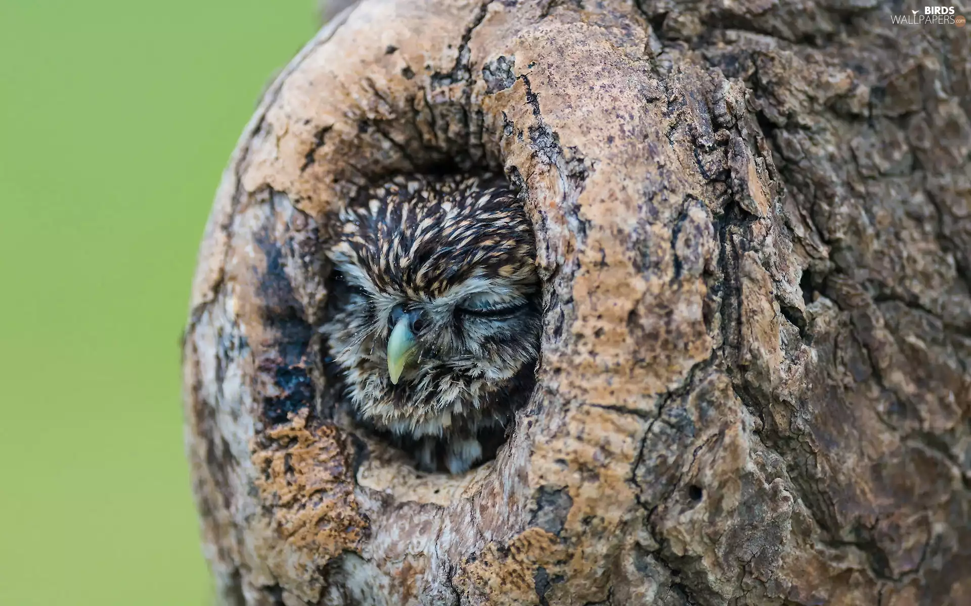 owl, hollow, trees