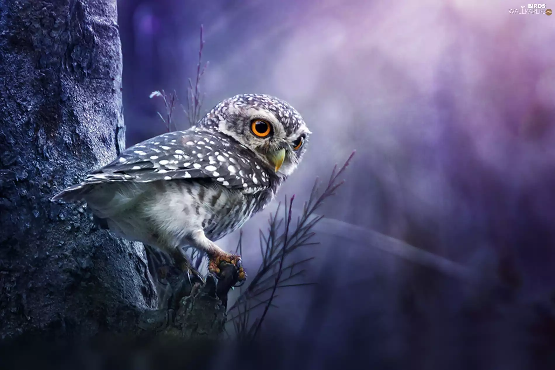 trees, owl, Little Owl