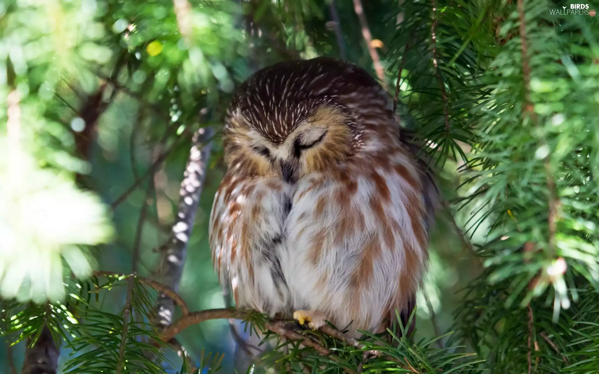 trees, the sleeping, owl