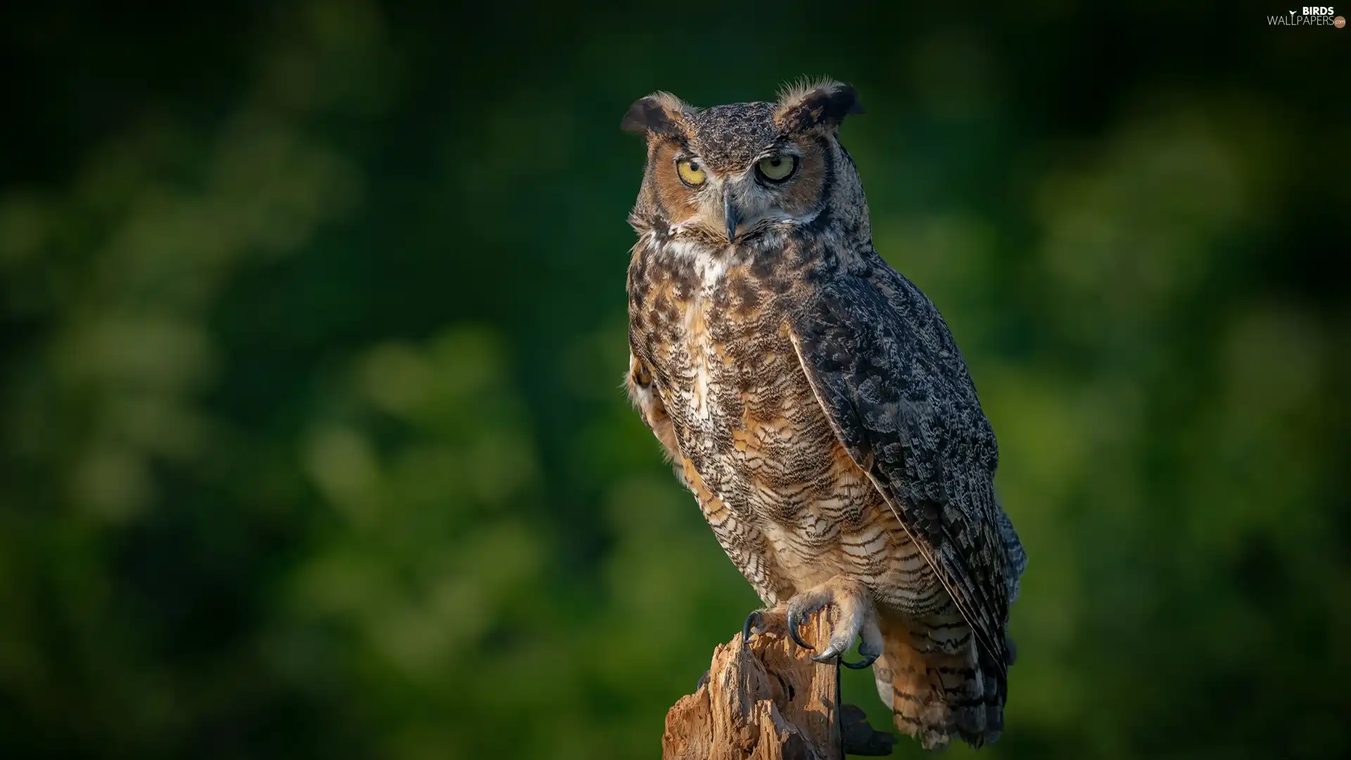 trunk, owl, eagle-owl