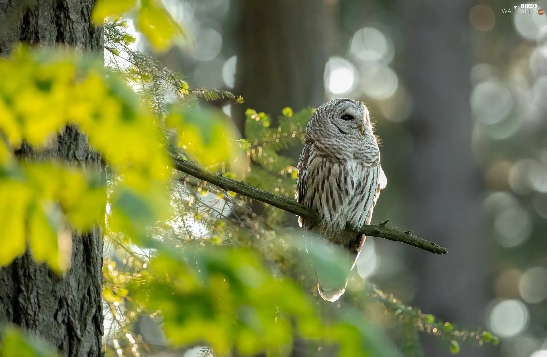 twig, owl, Brown Owl