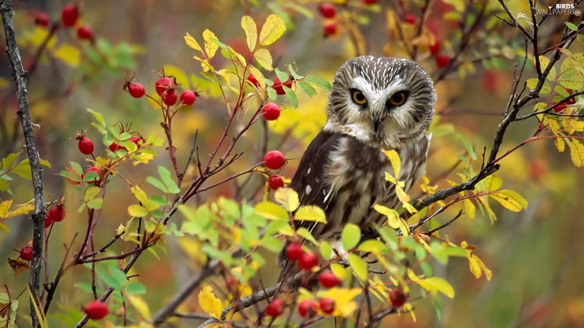 owl, Twigs