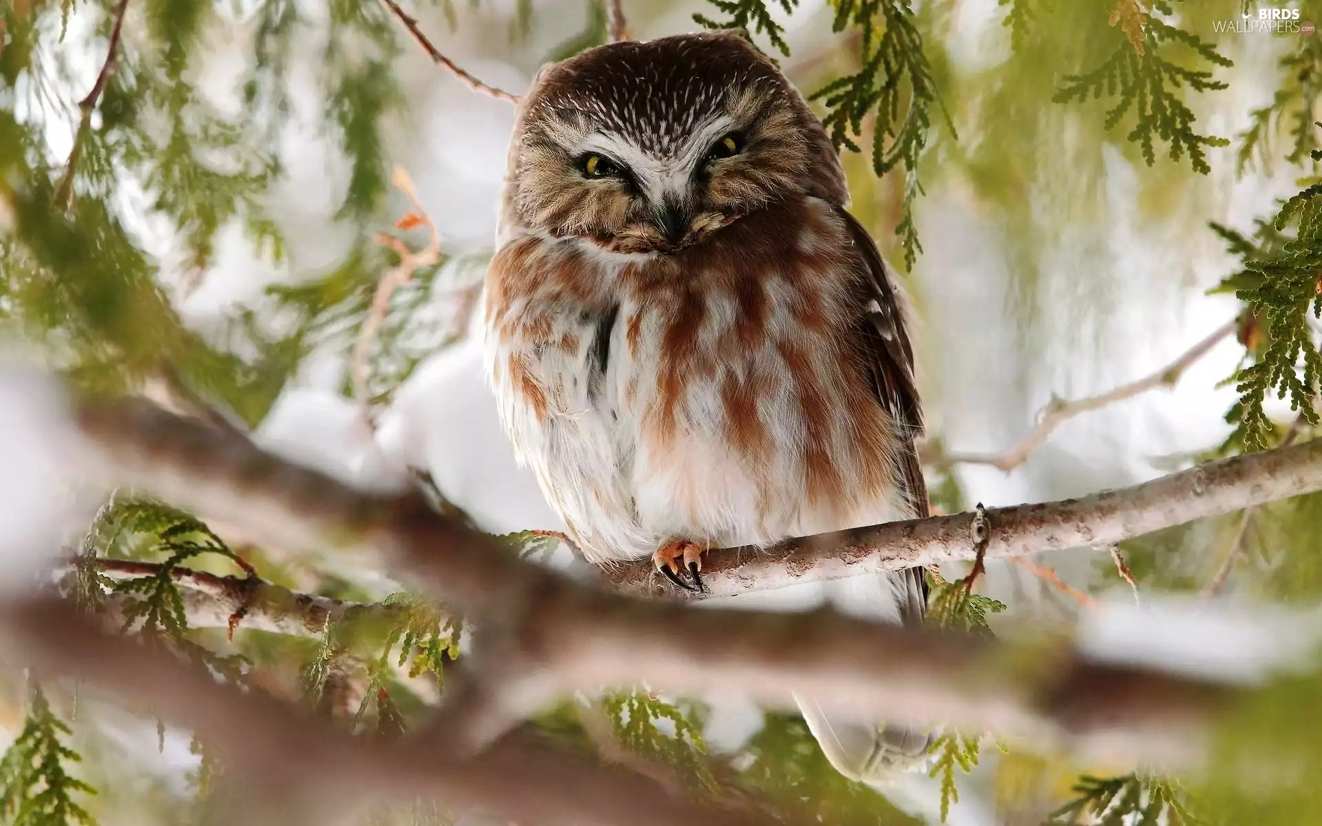 Twigs, owl, eagle-owl
