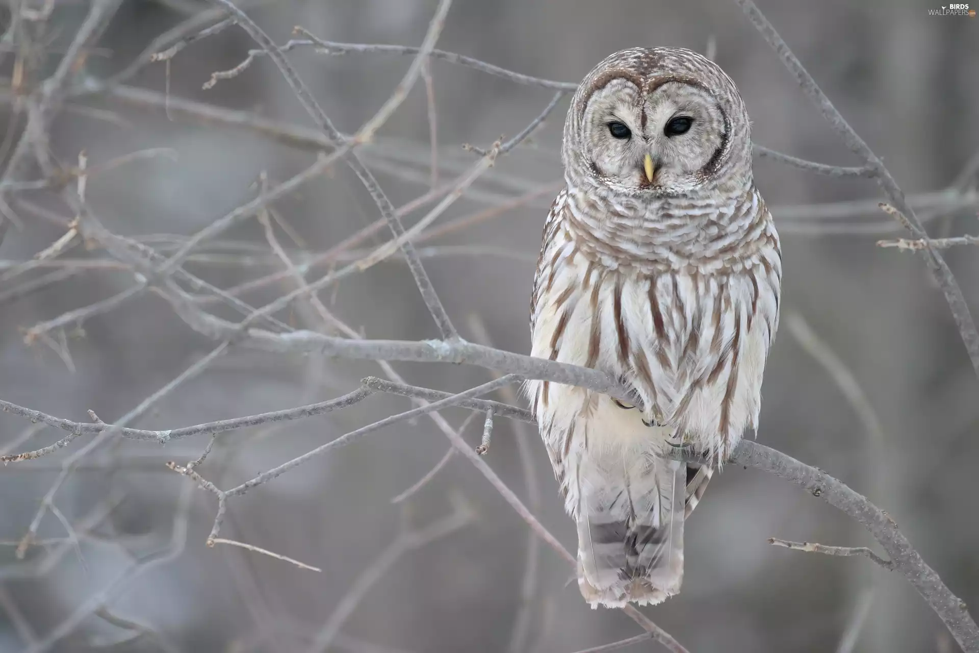 owl, Twigs