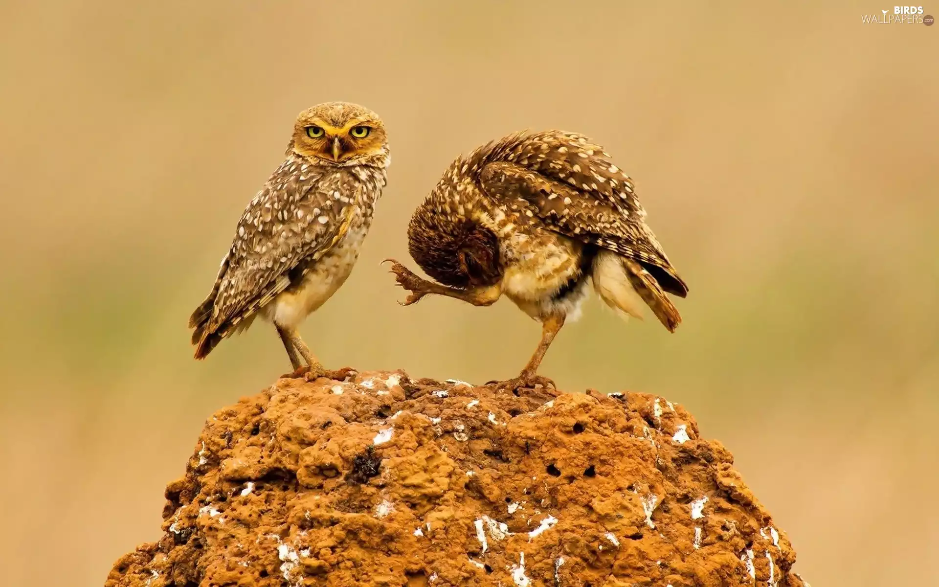 Two, Clay, Stone, owl