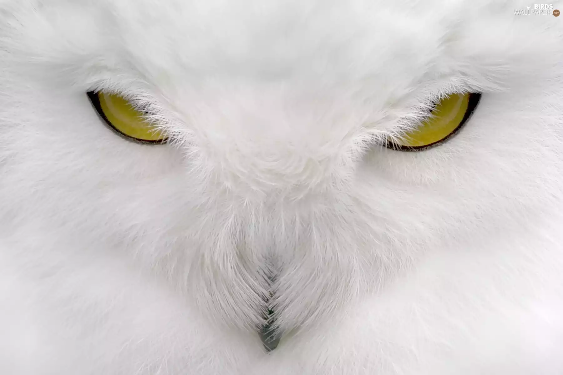 White, Yellow, Eyes, owl