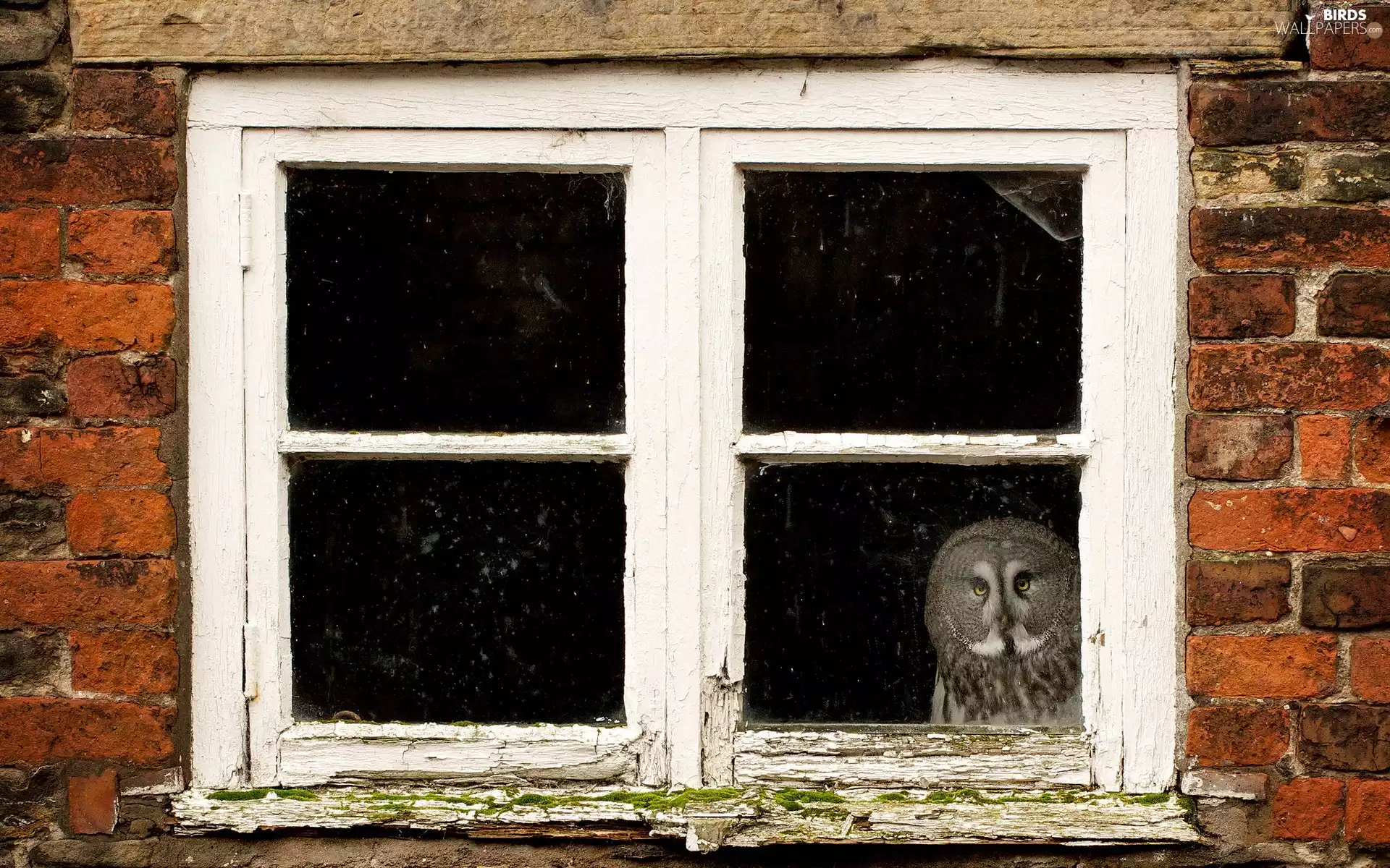Window, owl, eagle-owl