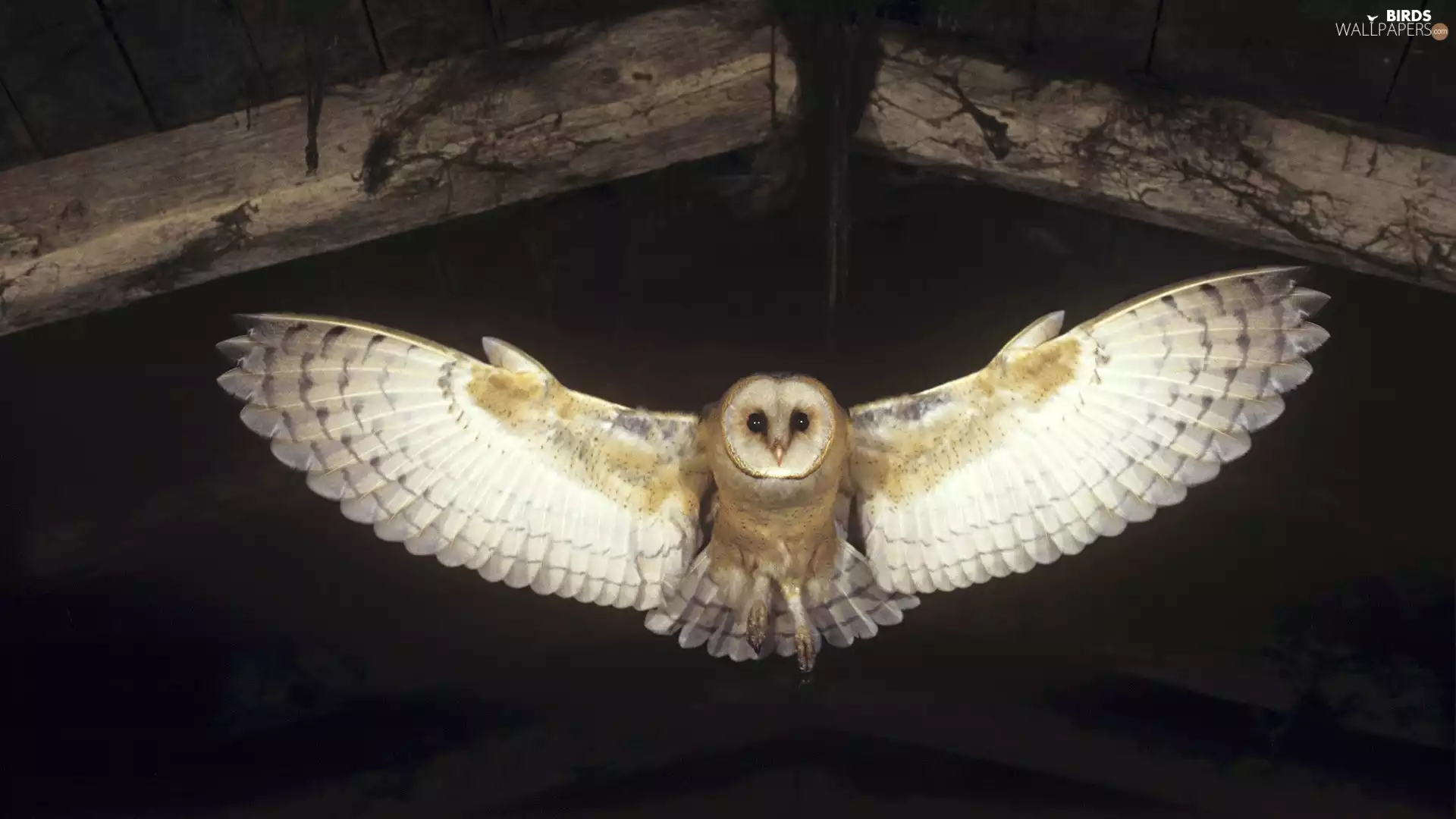 owl, stretched, wings