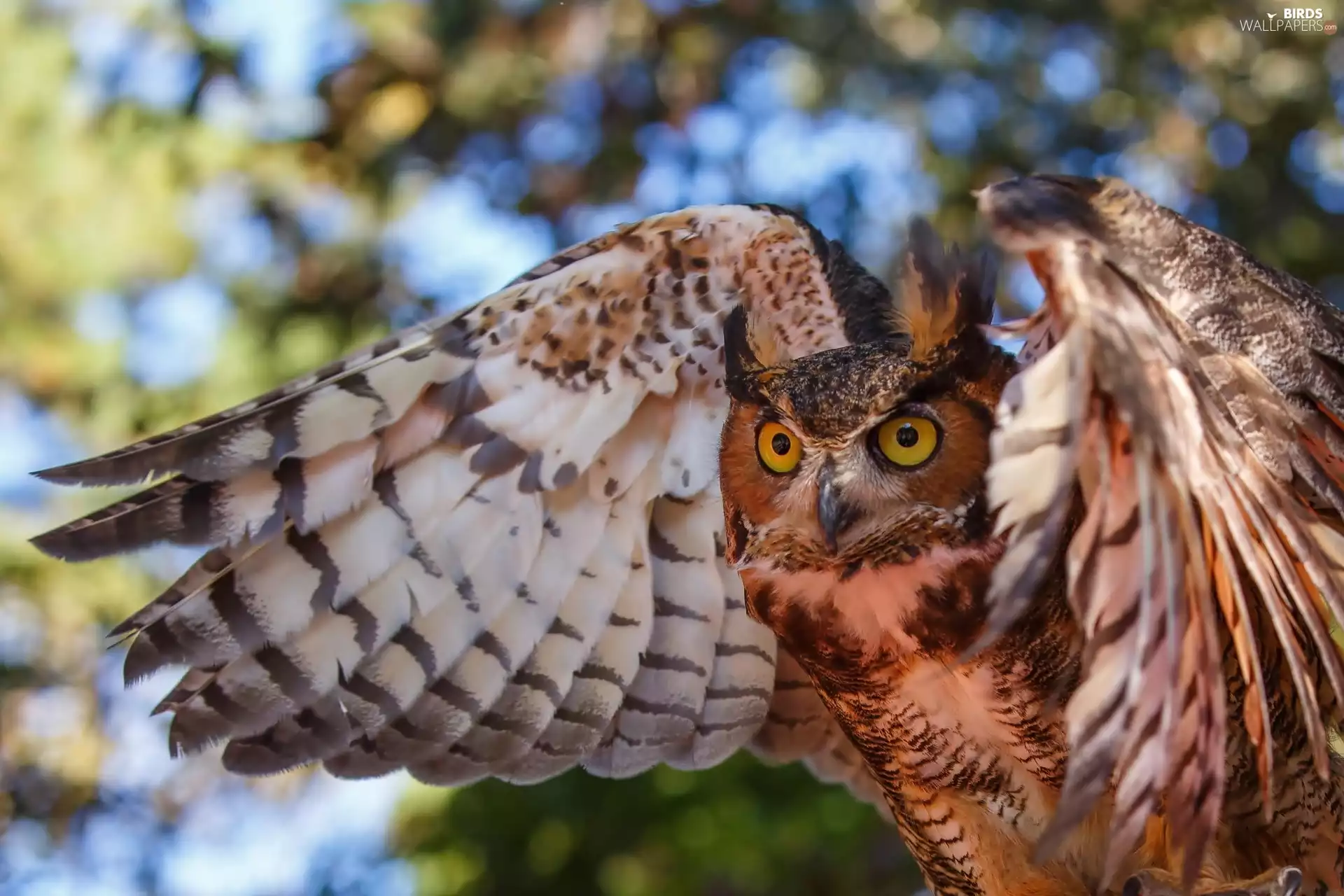 owl, wings