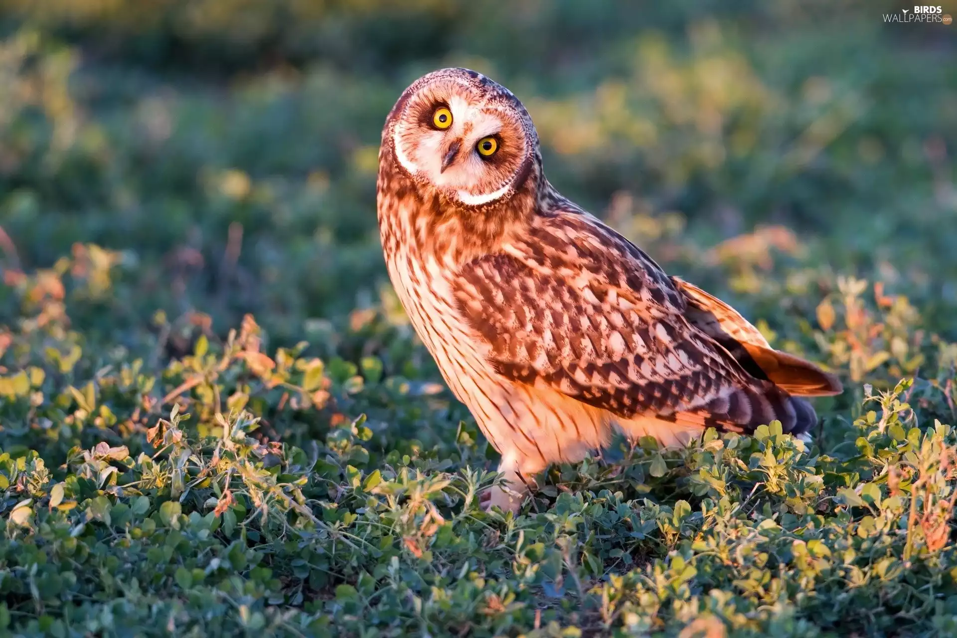 young, Yellow, Eyes, owl