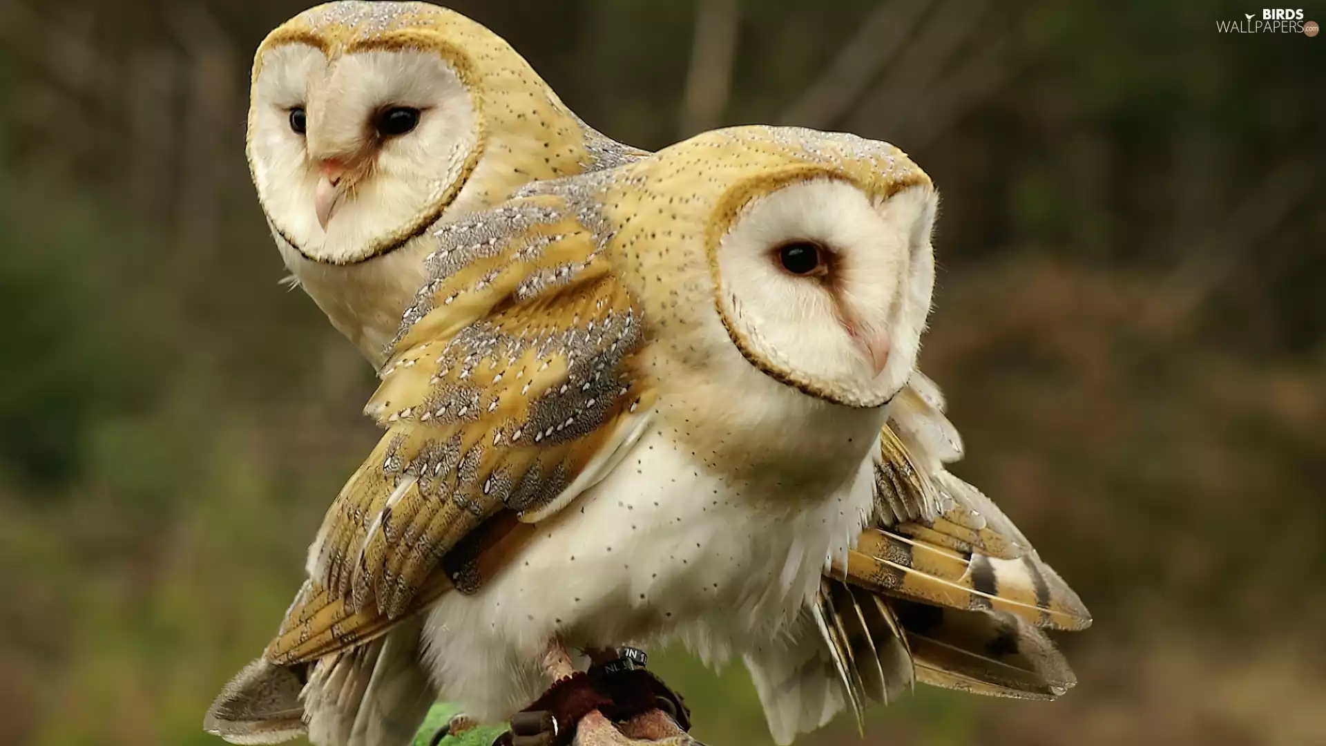 Owls, Two, Cute