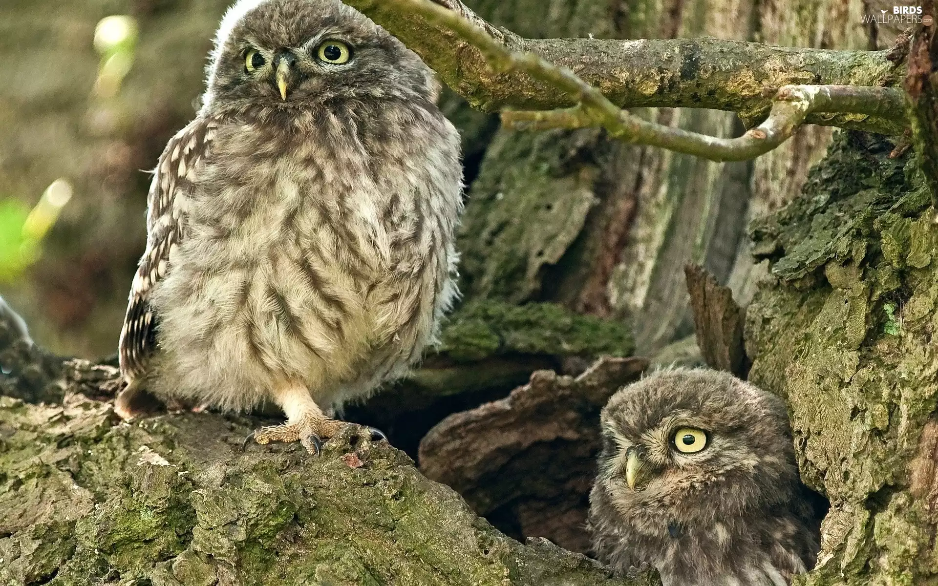 Owls, forest