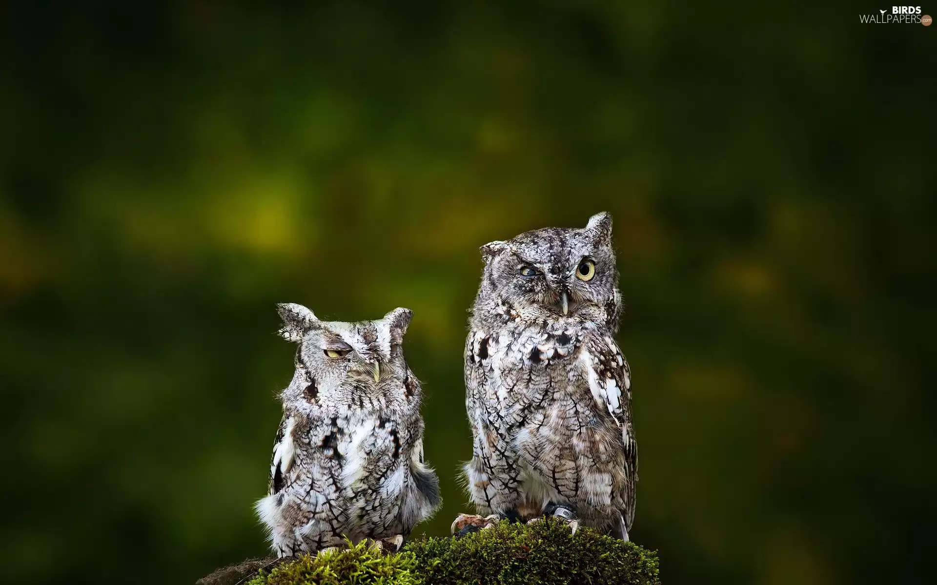 Owls, Two, Funny