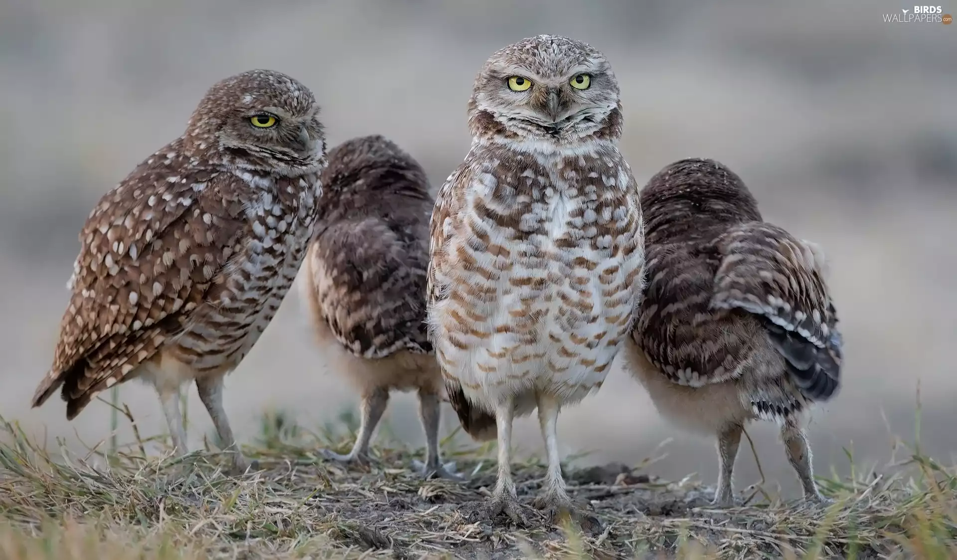 Little Owl, four, Owls