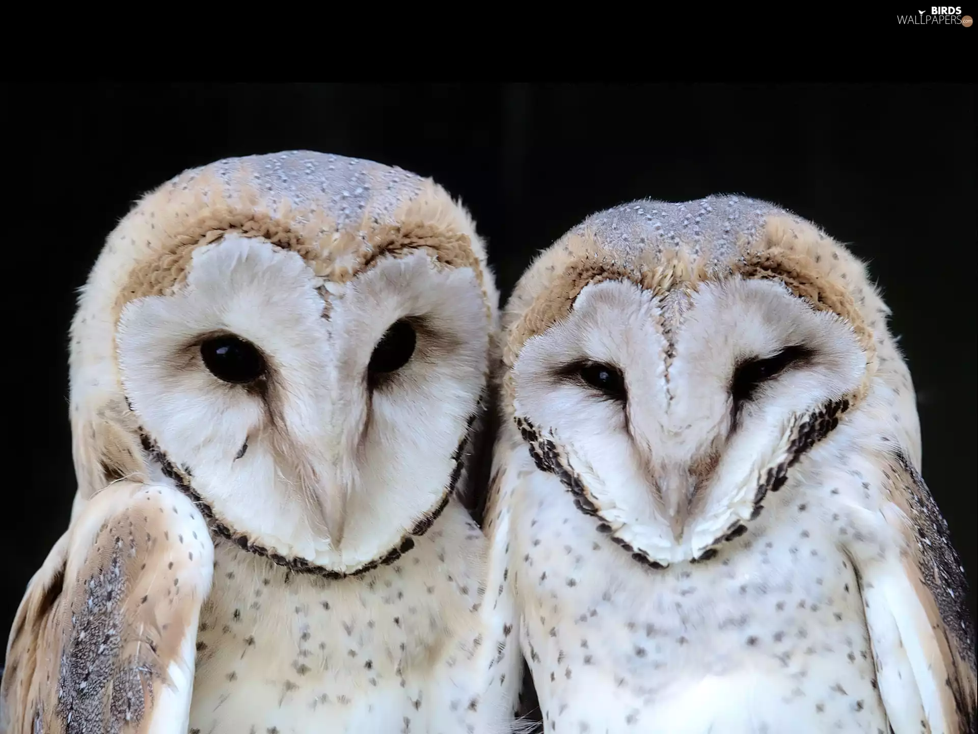 Owls, barn Owl
