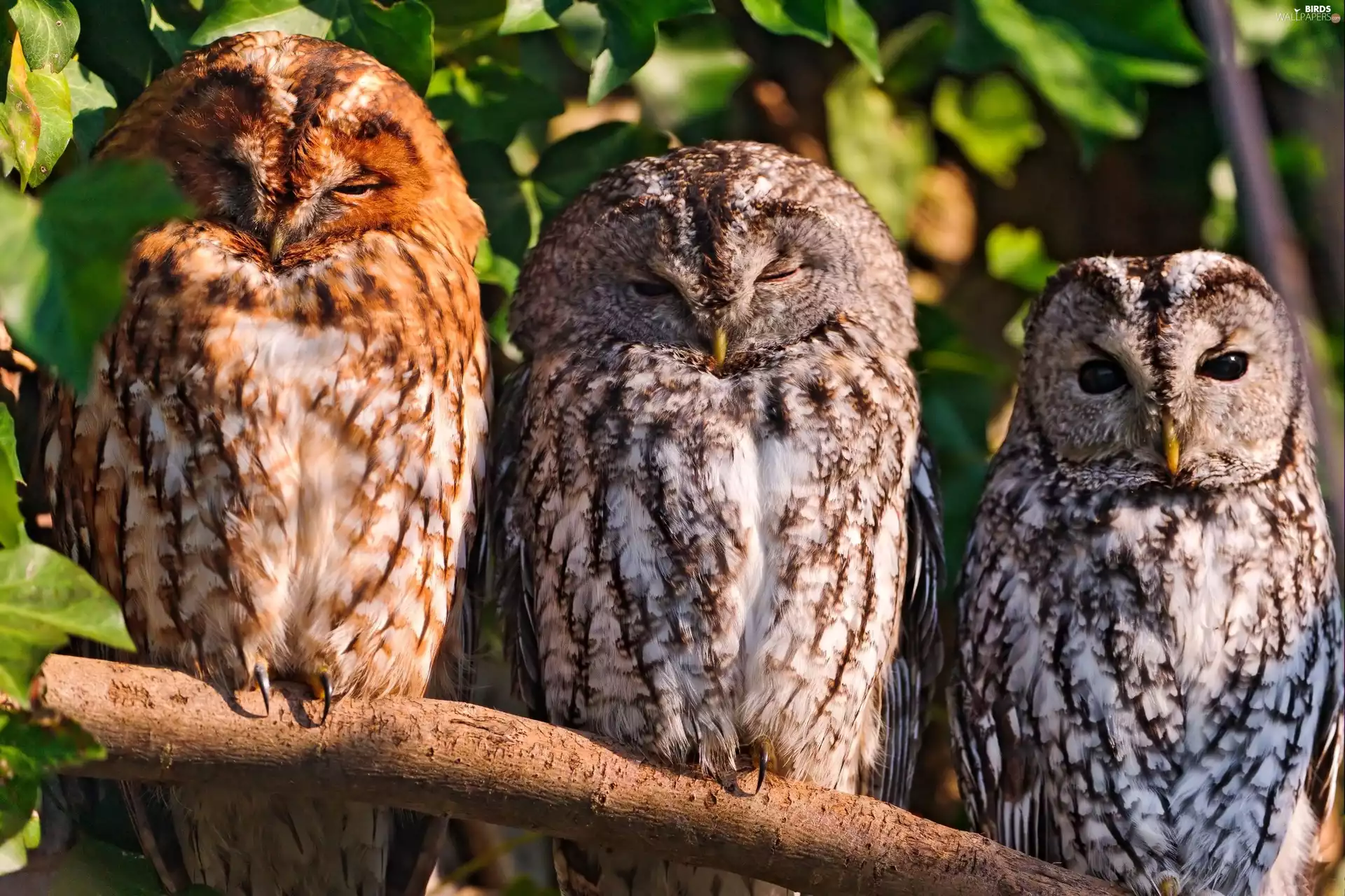 Owls, branch, Three