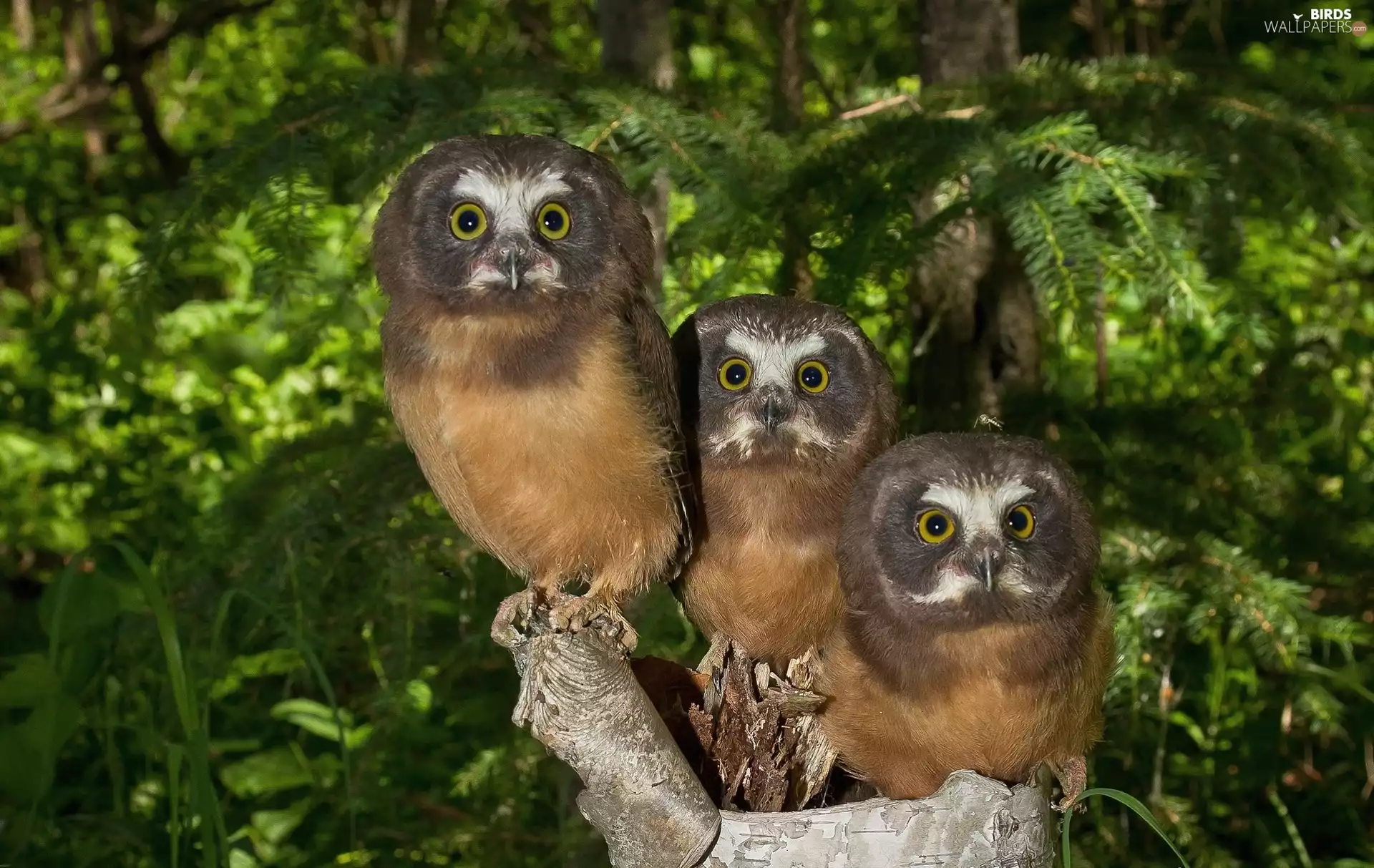 Three, Tengmalm, forest, Owls