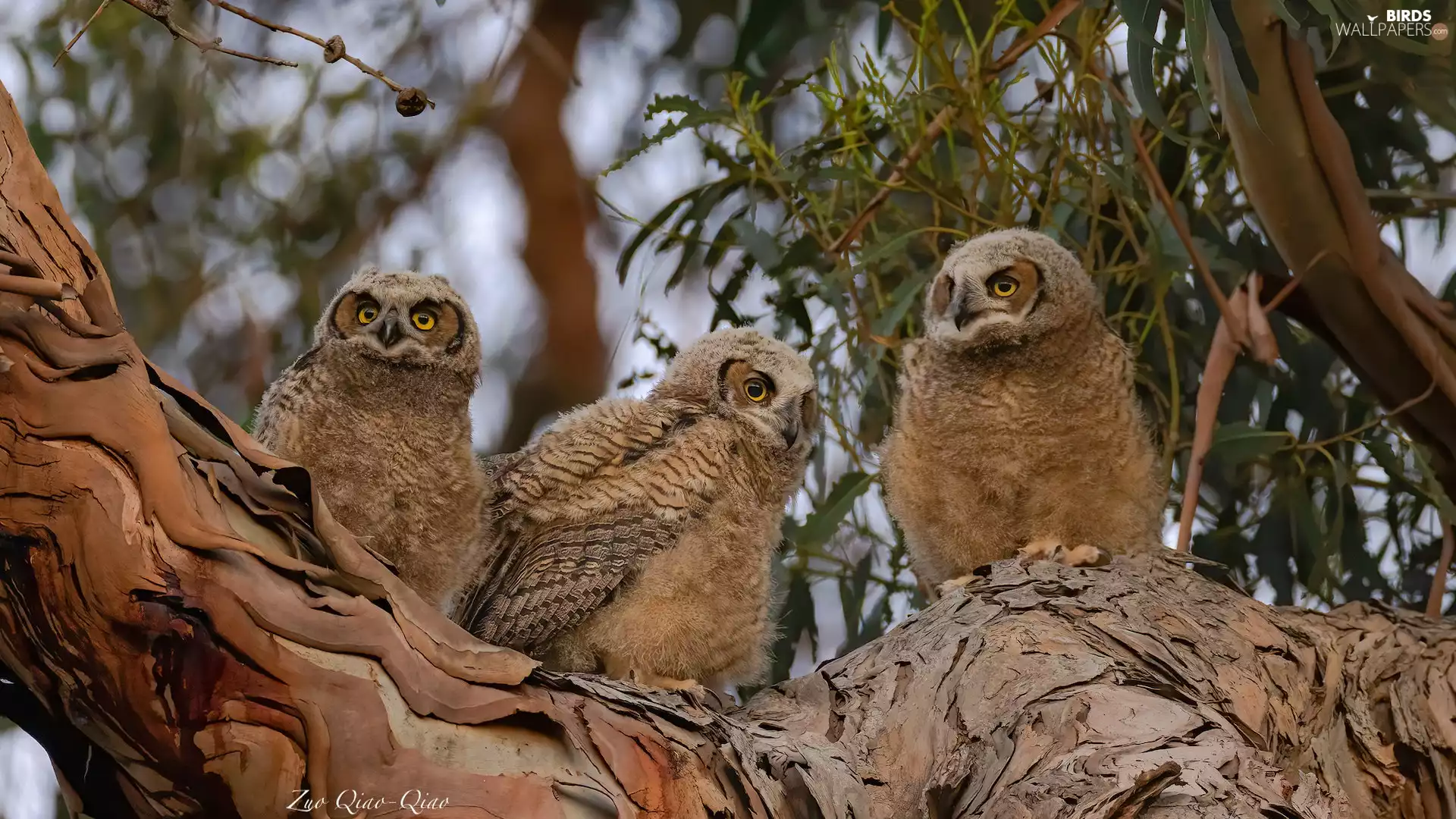 young, Three, trees, cork, Great Horned Owl, Owls