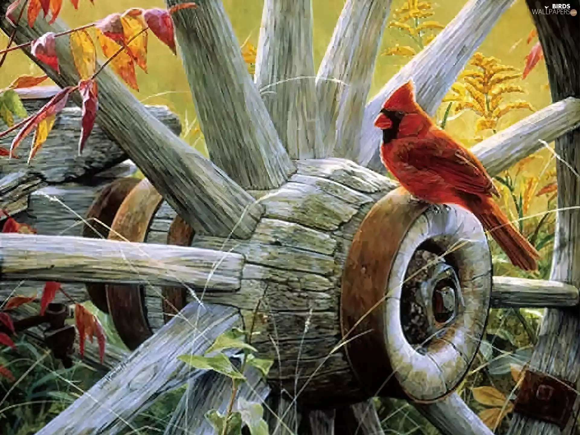painting, cardinal, circle