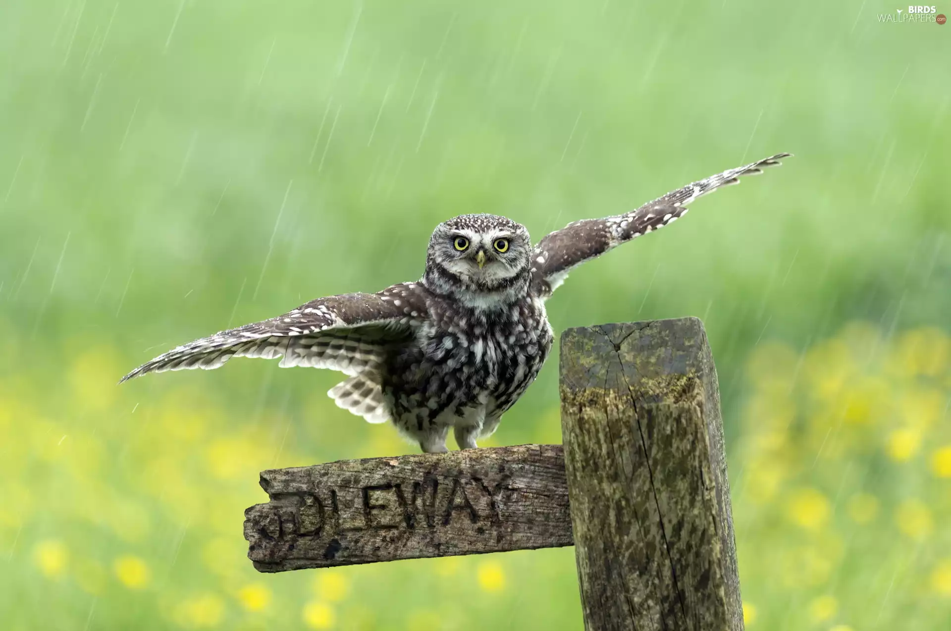 wings, Little Owl, wooden, spread, owl, Rain, pal