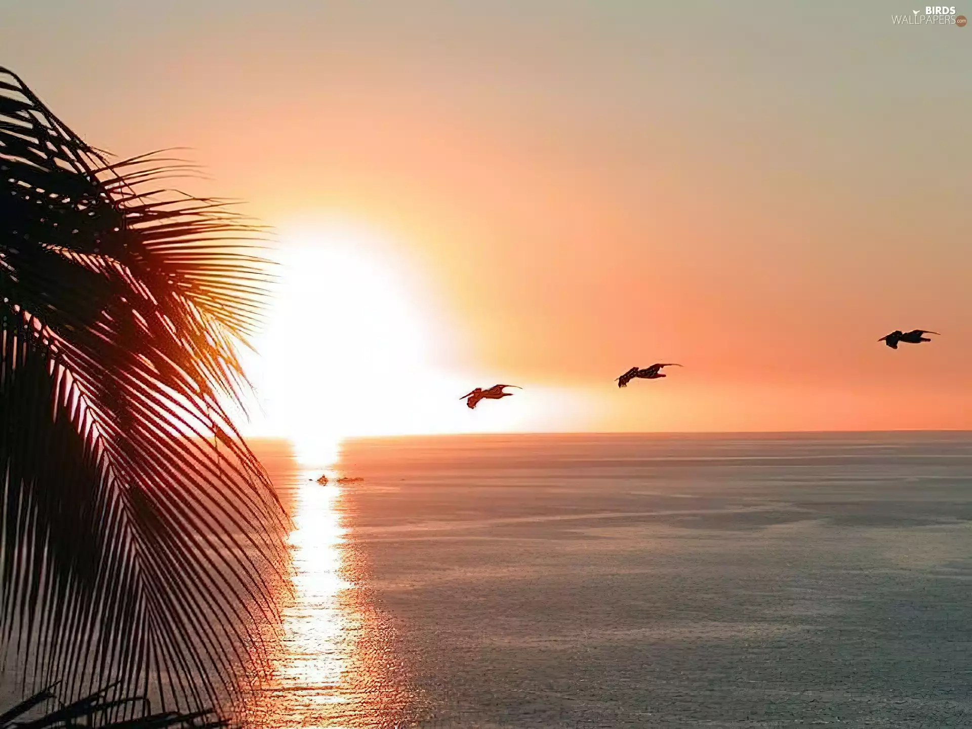 sun, Palm, sea, west, pelicans