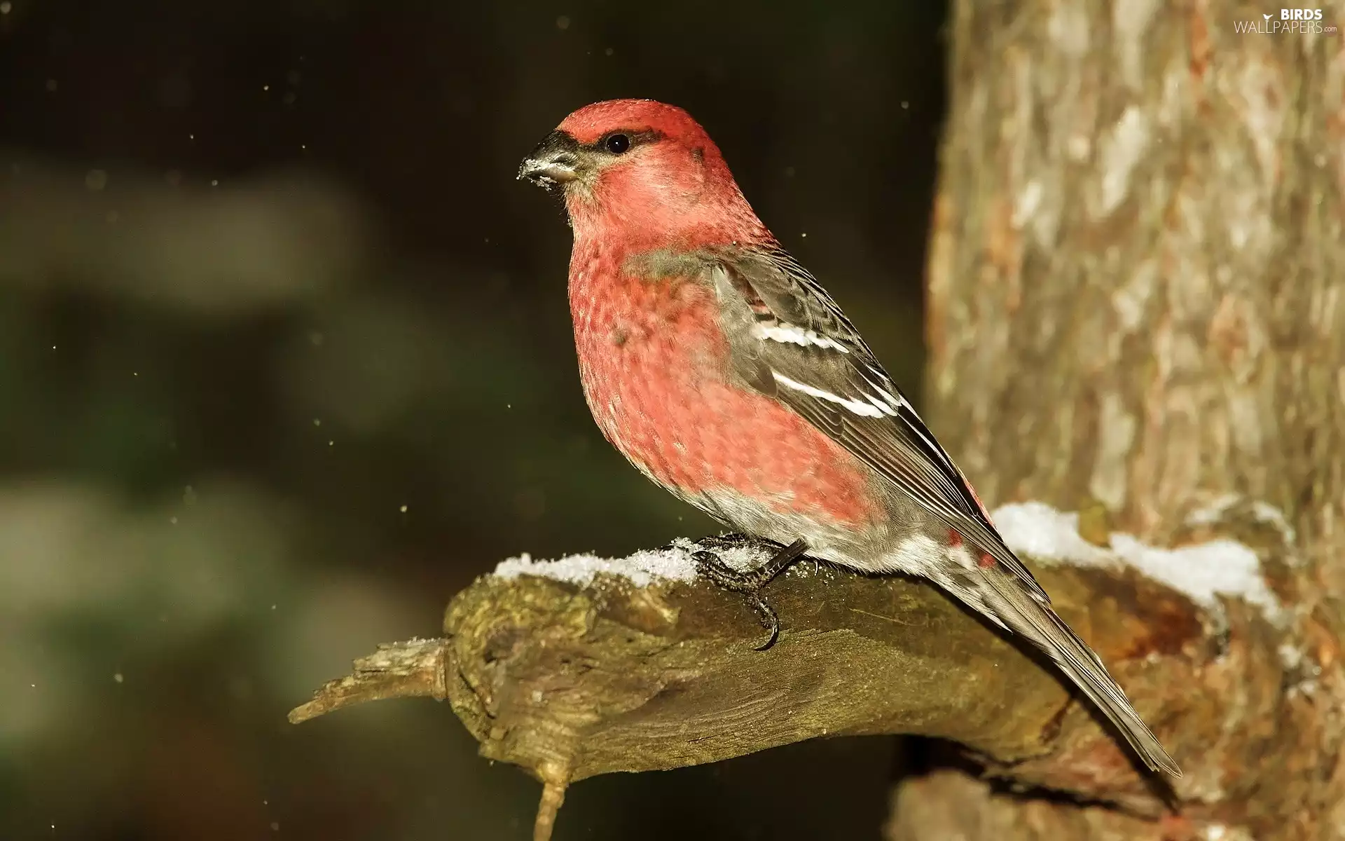 pangolin Ordinary, trunk