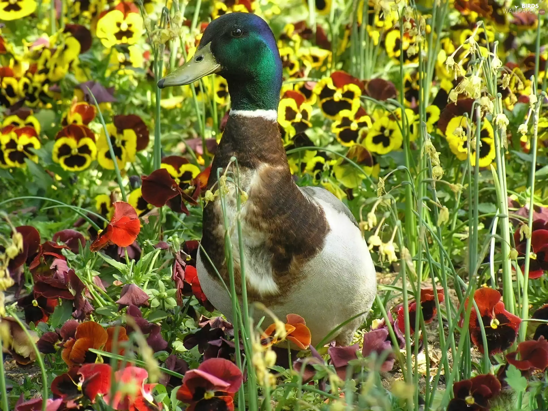 pansies, Wild, duck