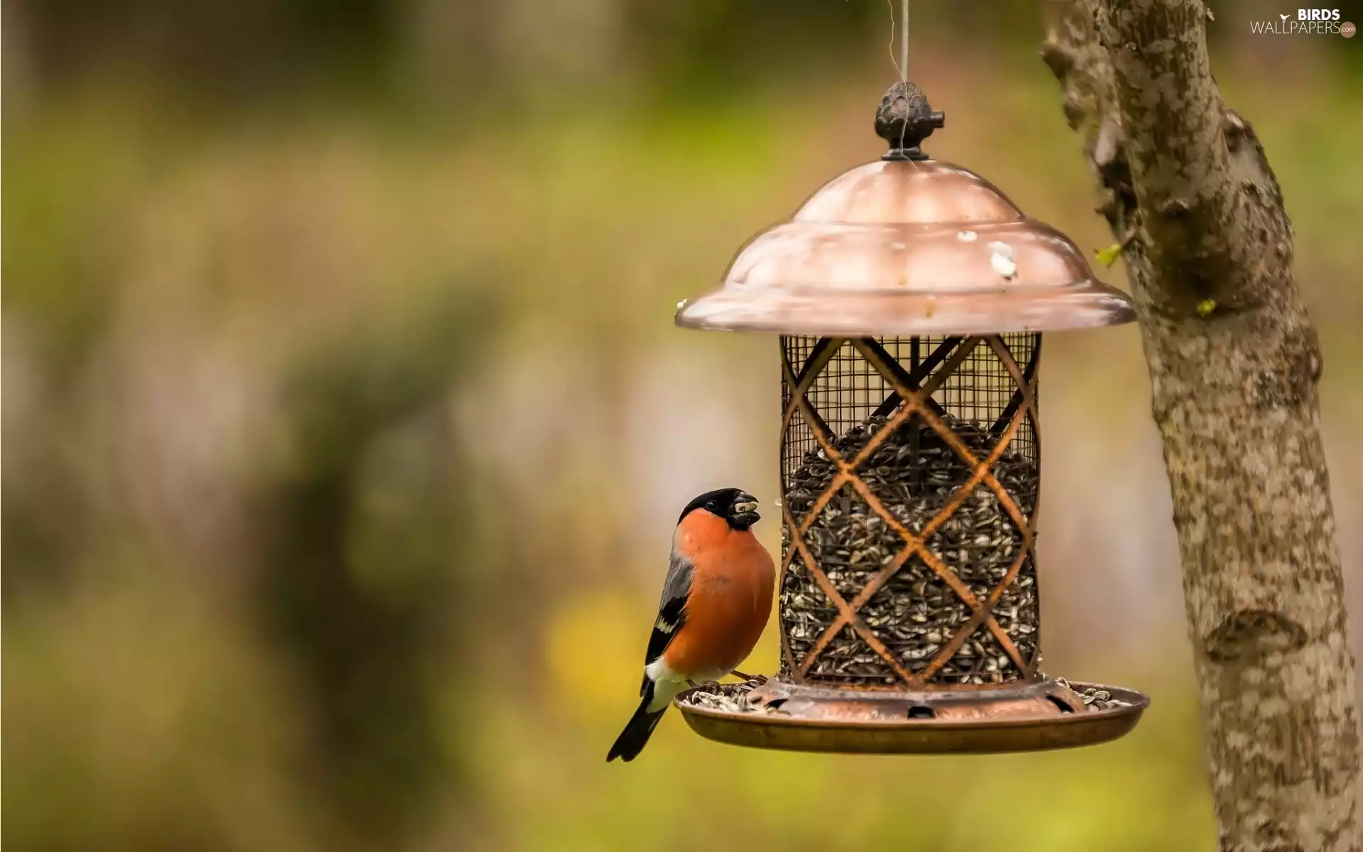trees, Bird, Sunflower, Park, Bird, Gil