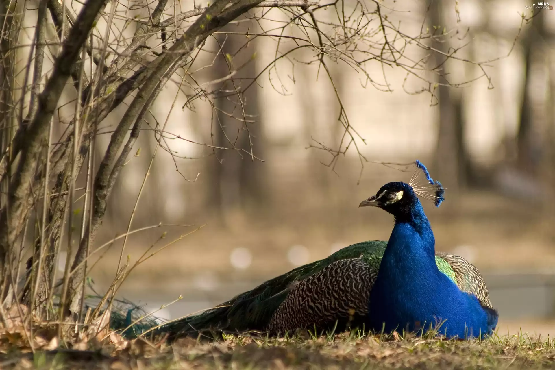Park, birds, peacock