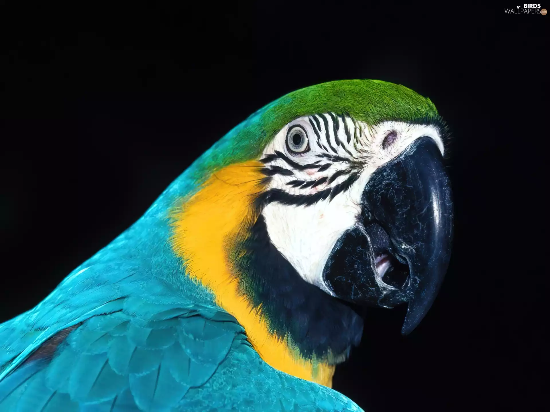 parrot