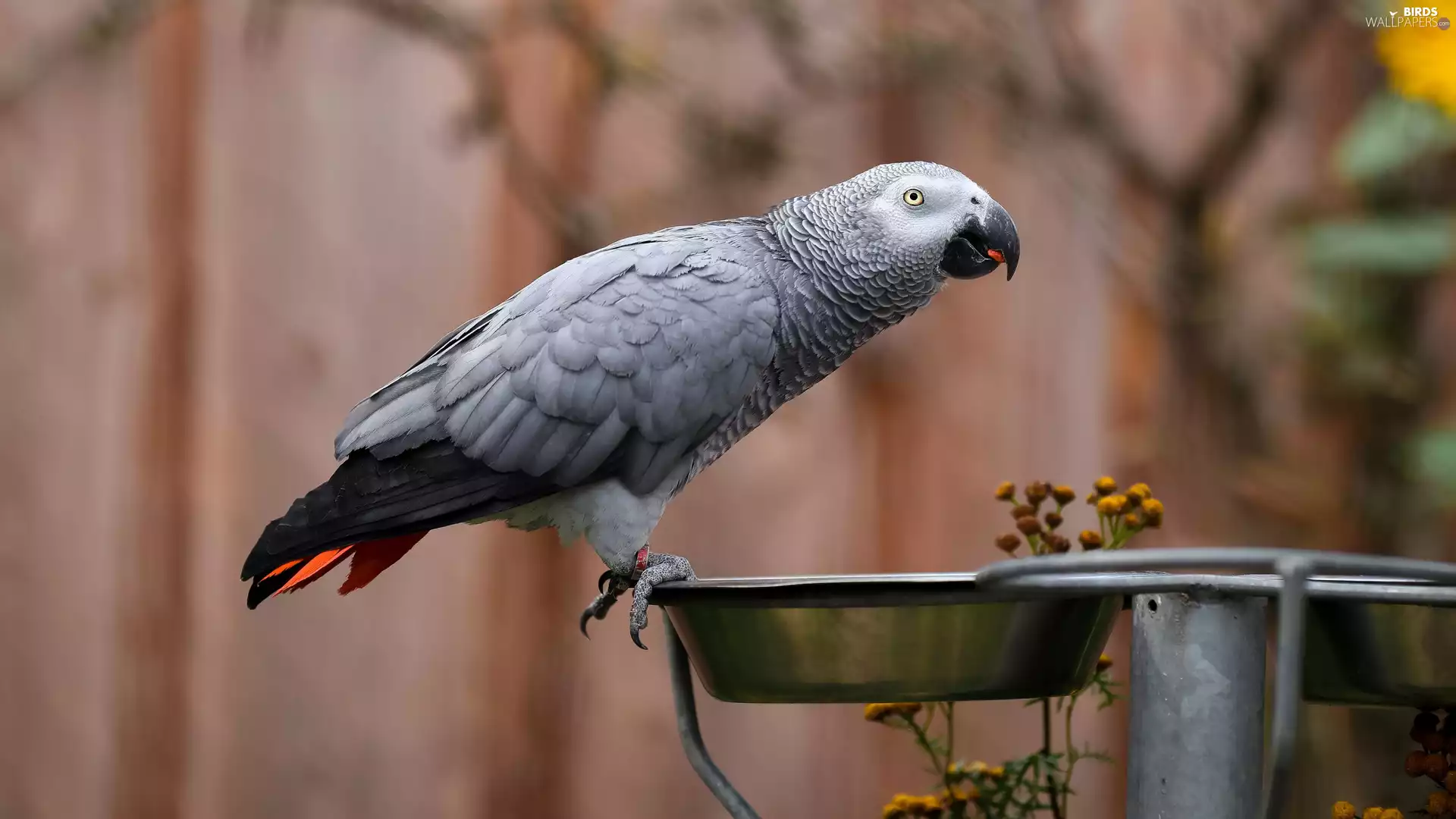 bowl, parrot, African Grey Parrot