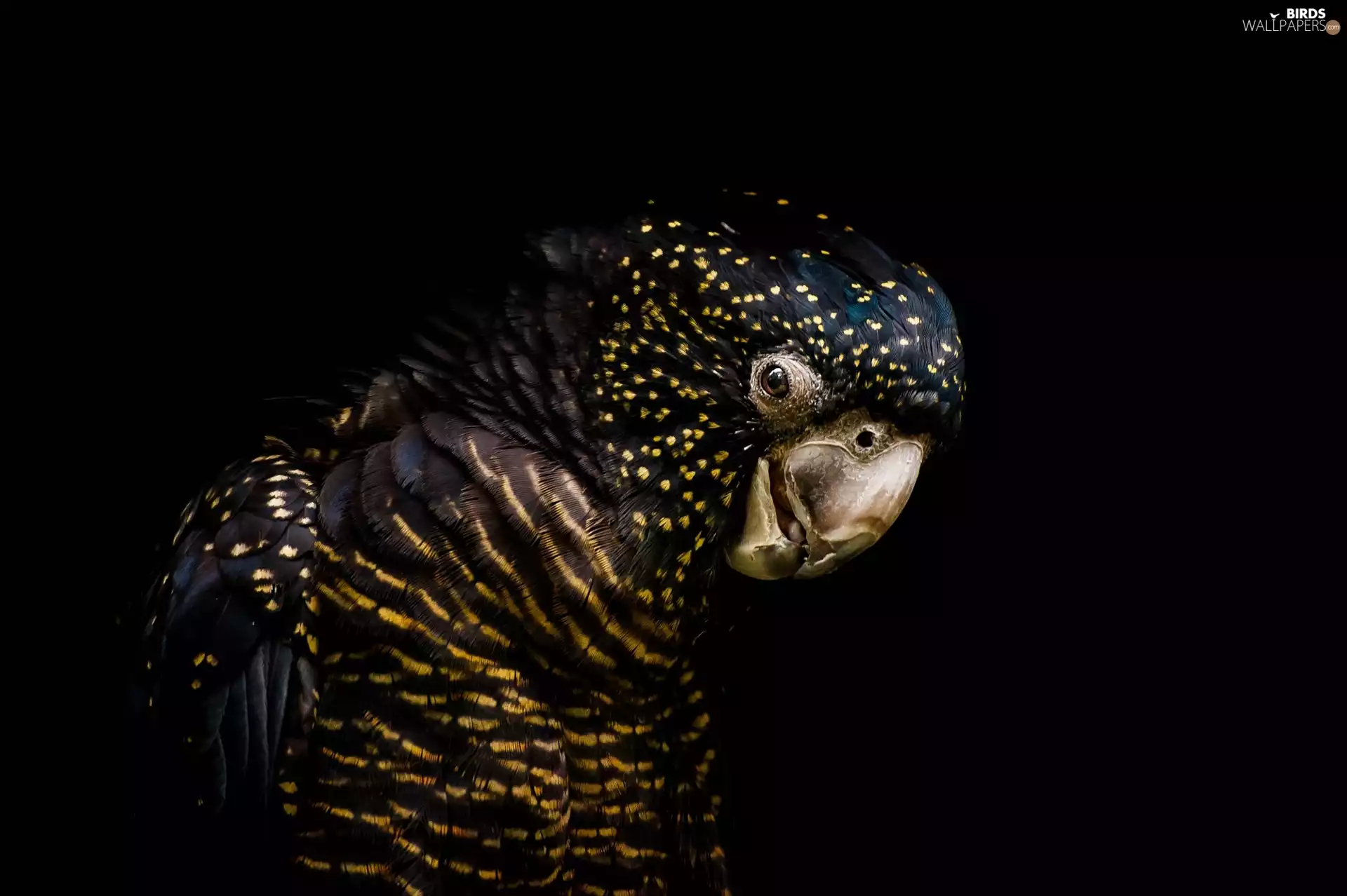 black, Black-and-Red Cockatoos, Calyptorhynchus banksii, parrot