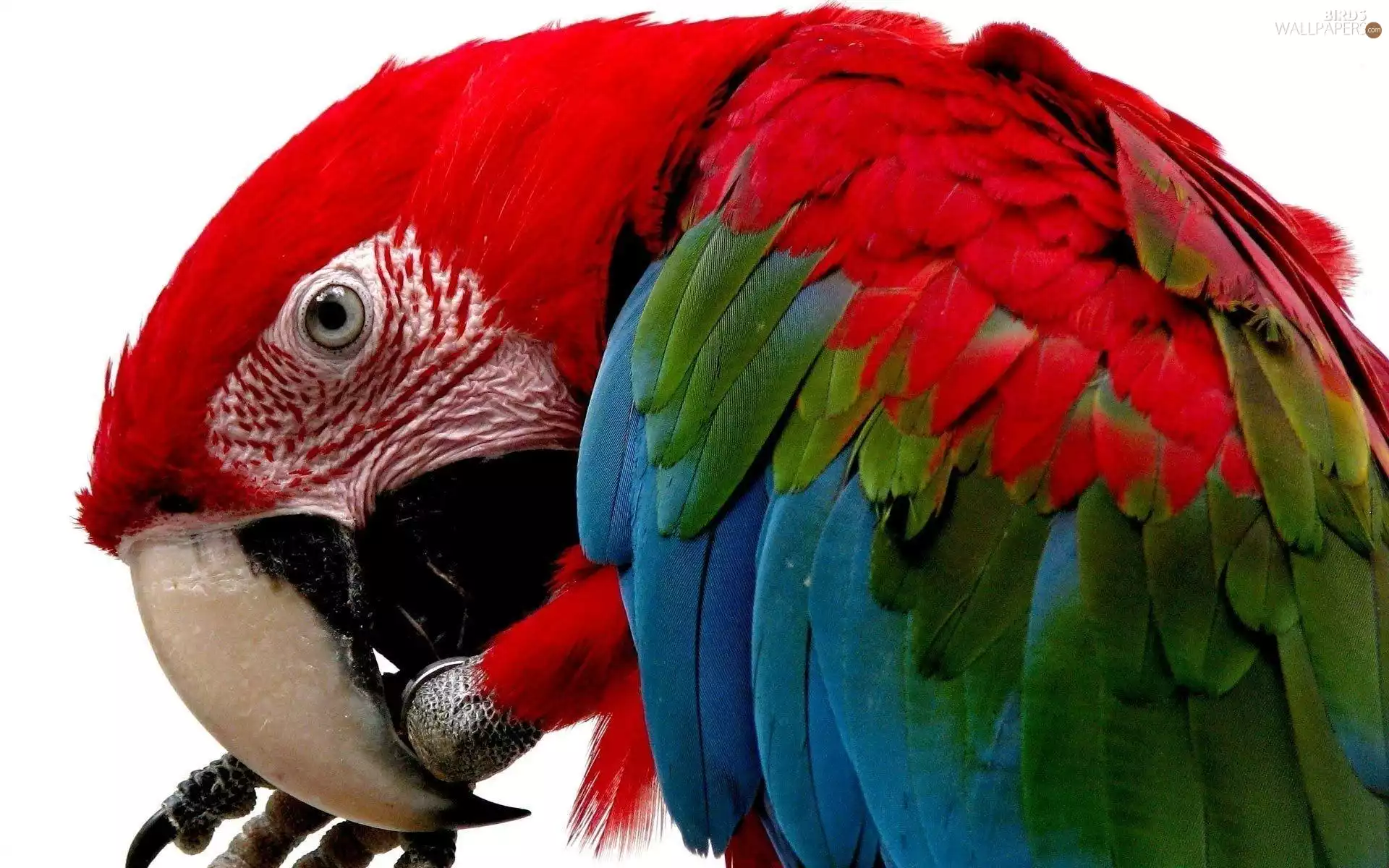 parrot, ara