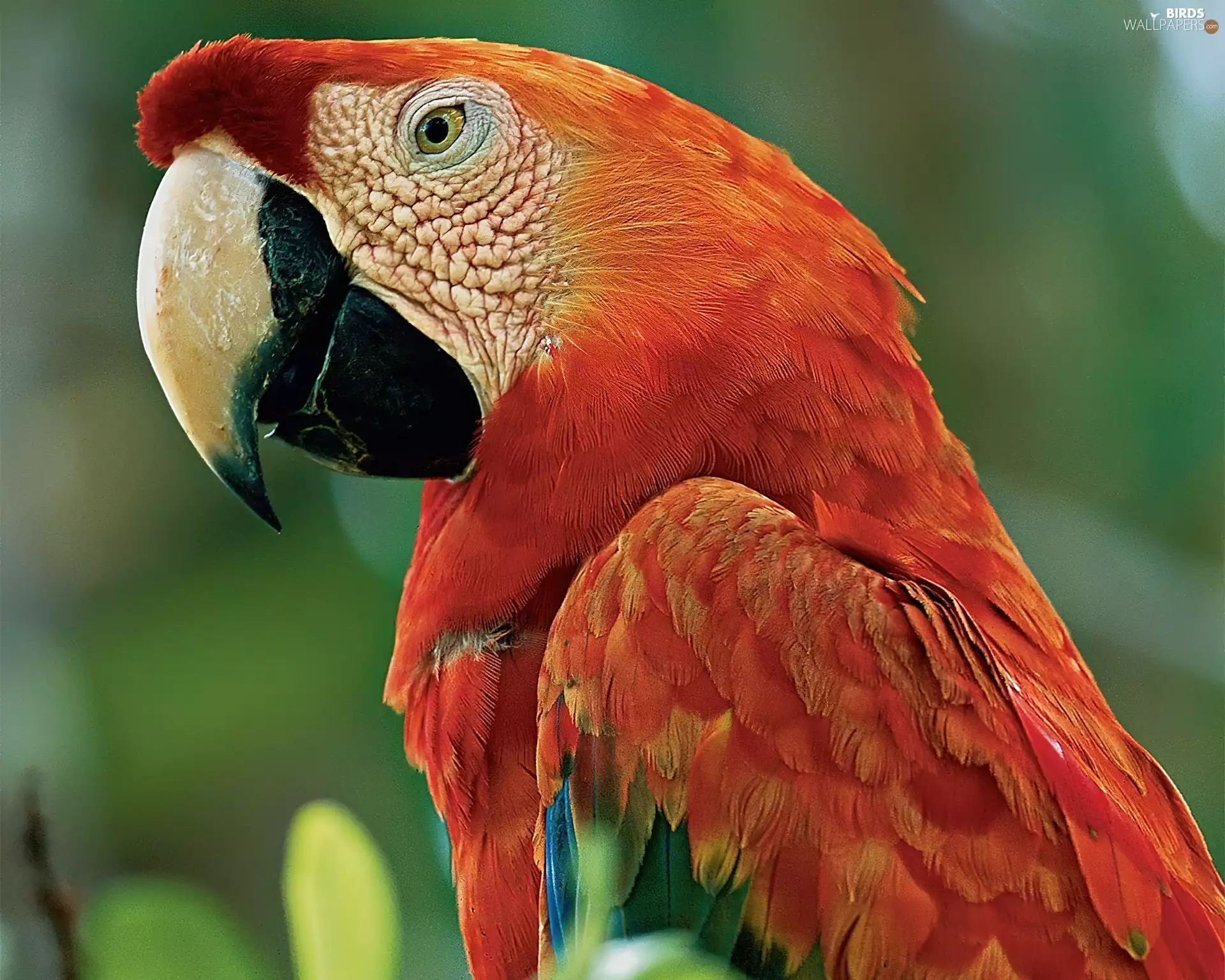 ara, red hot, parrot
