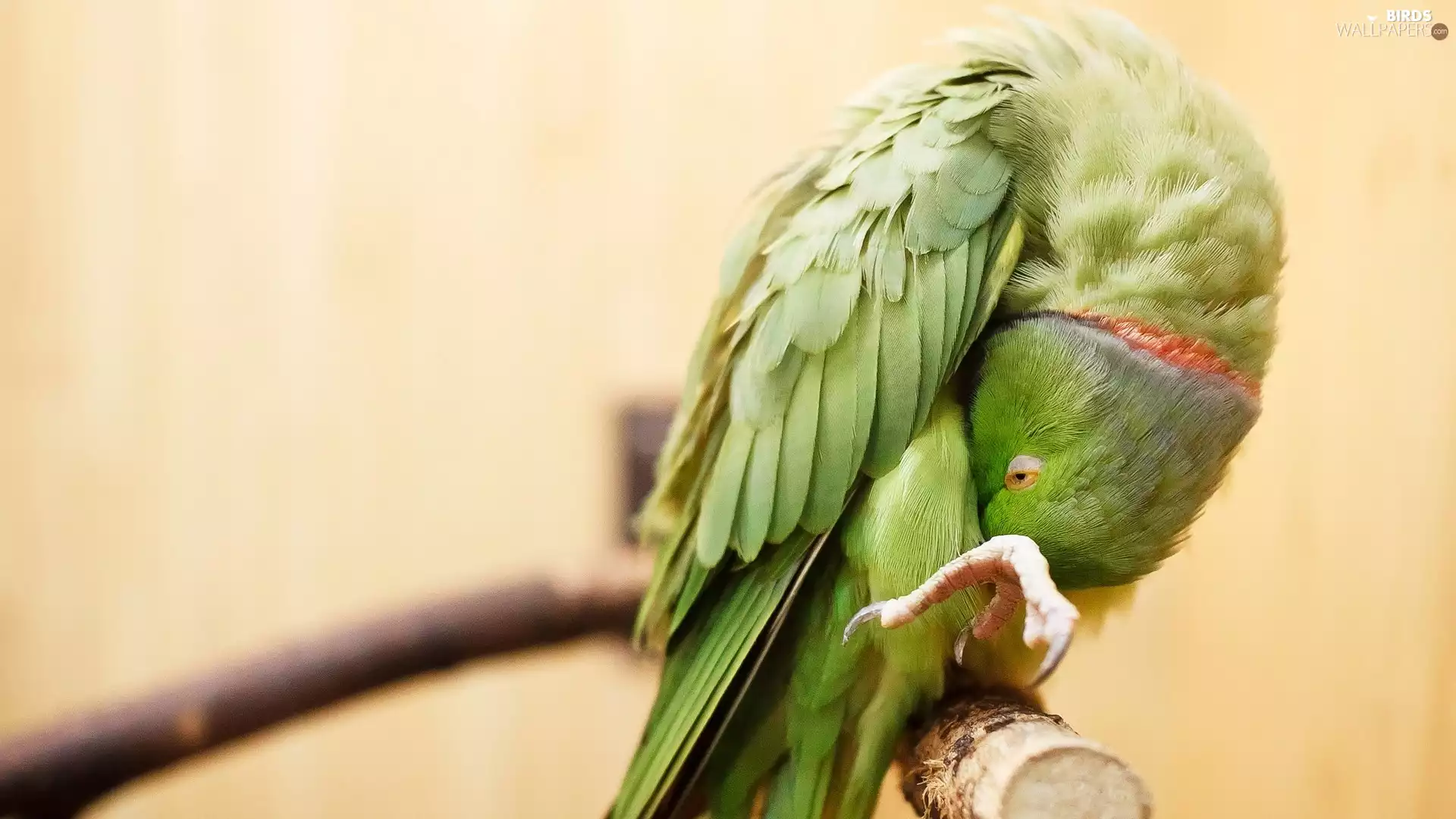 parrot, Green, bent