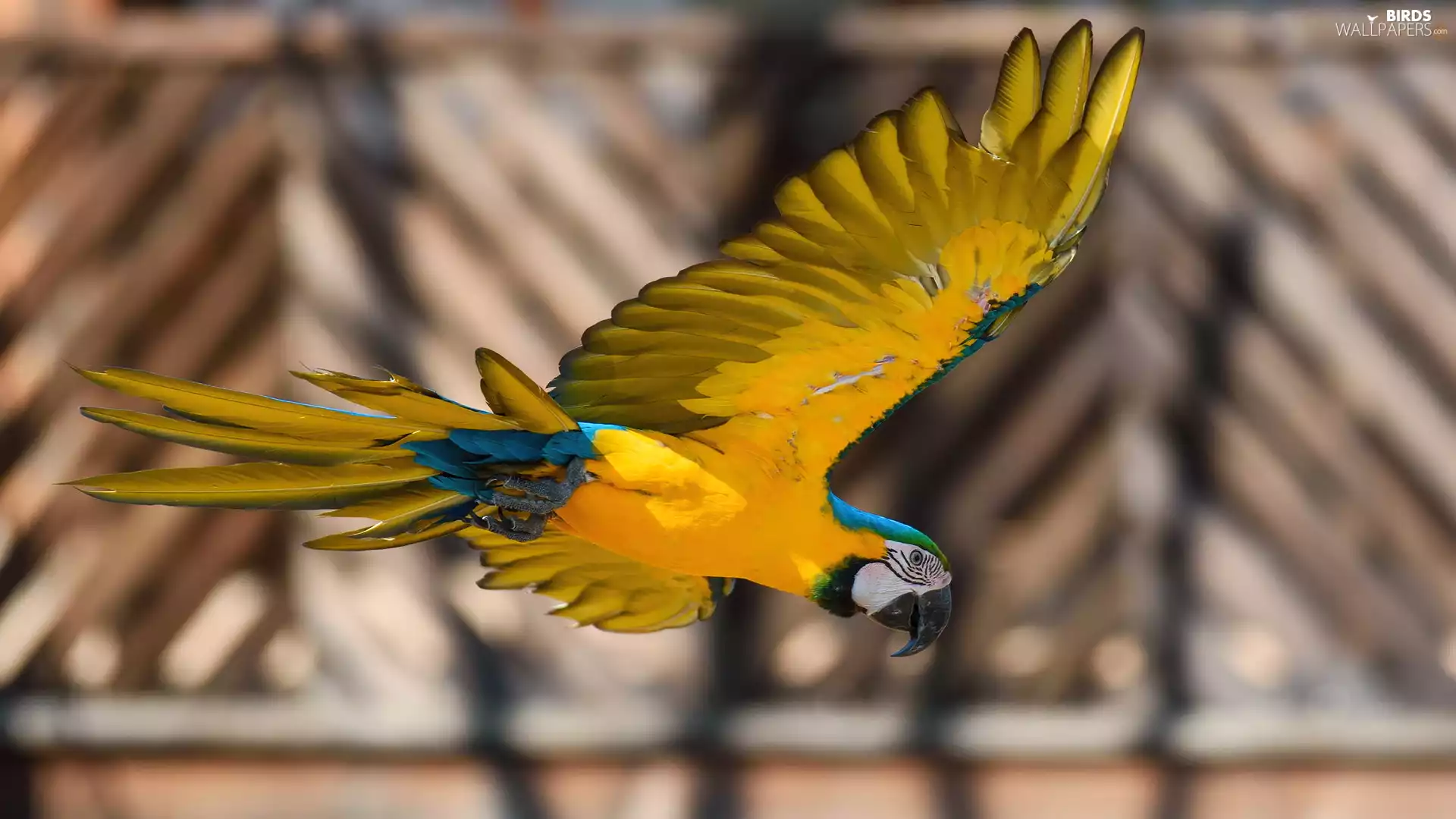 wings, flight, blue-and-yellow macaw, spread, parrot