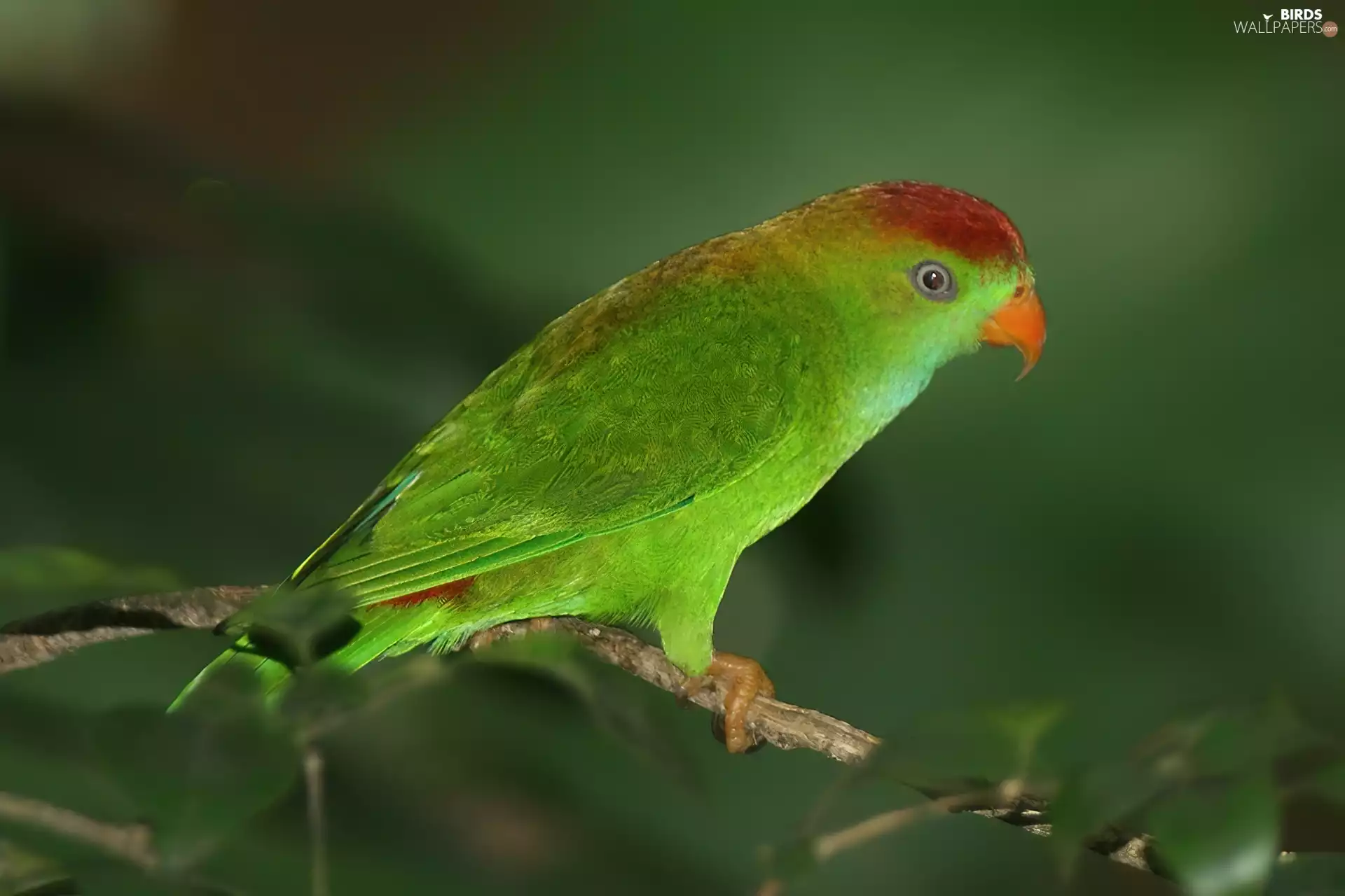 parrot, branch
