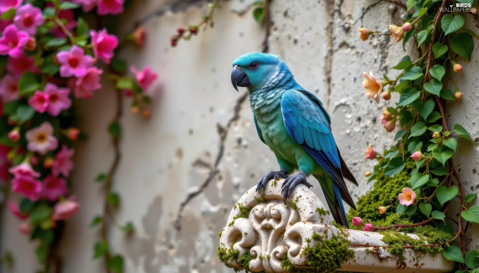 wall, Blue, Climbers, parrot, Bird, flourishing, Ai