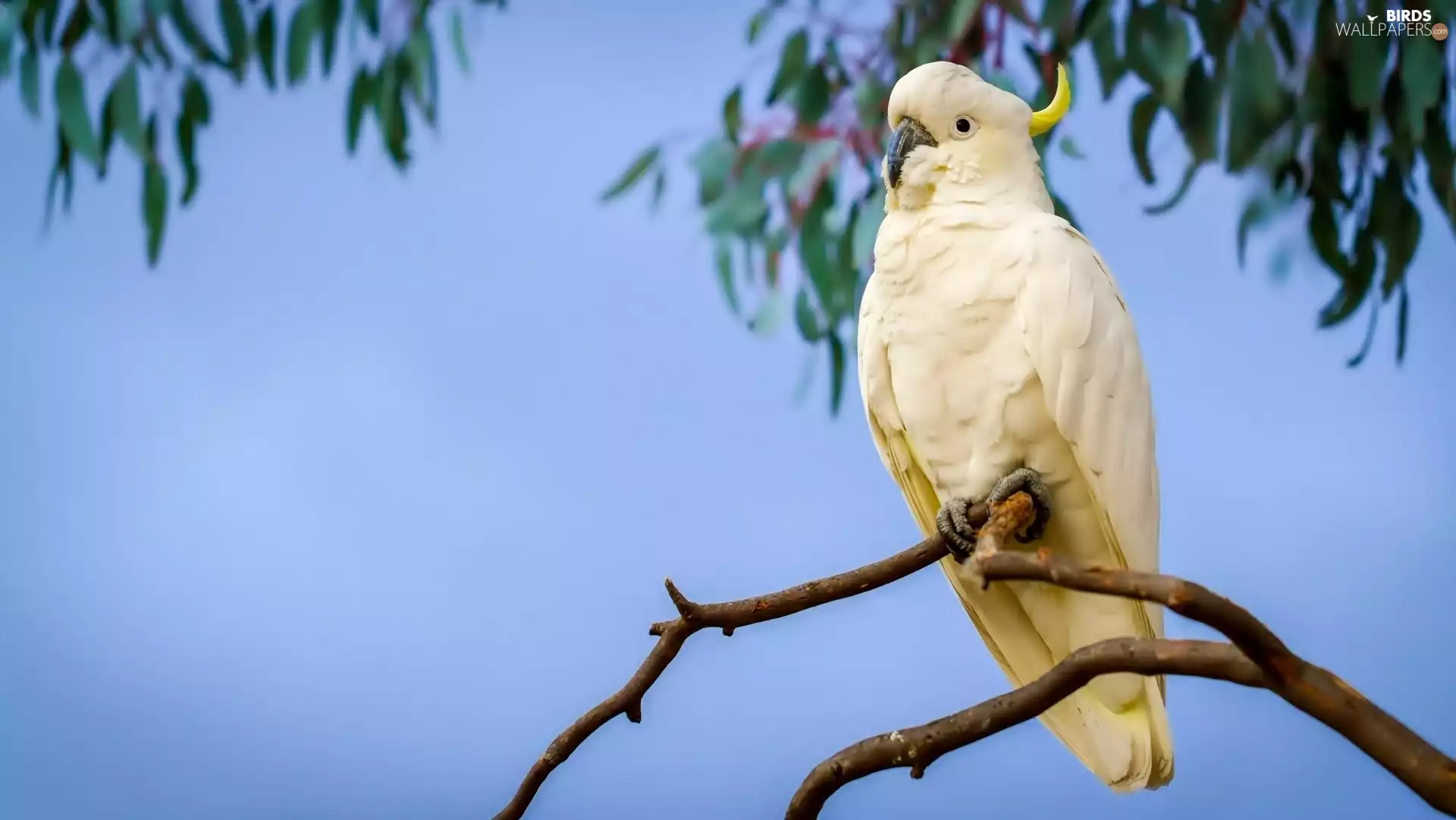 parrot, cockatoo